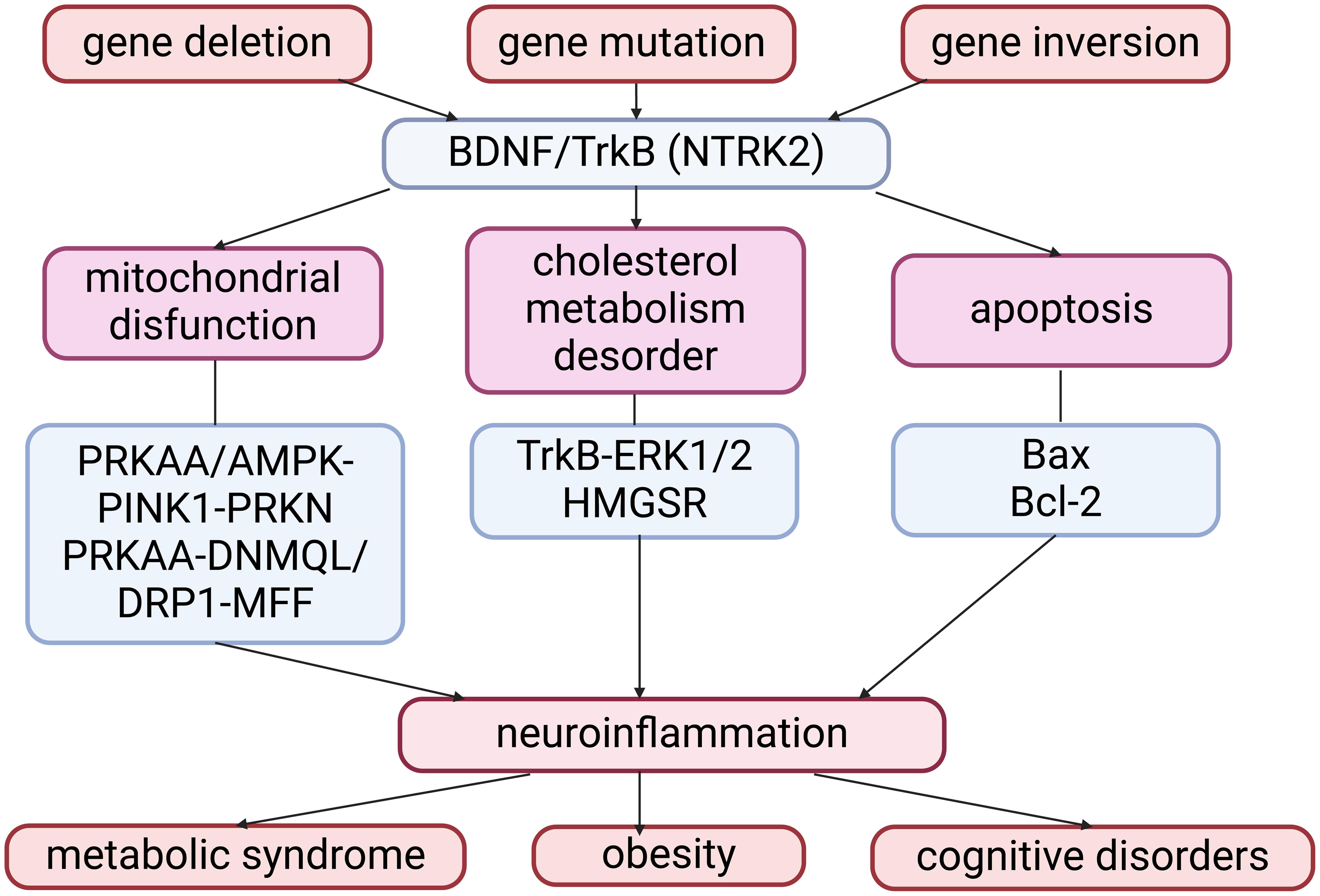 The relationship between BDNF and the development of metabolic diseases.