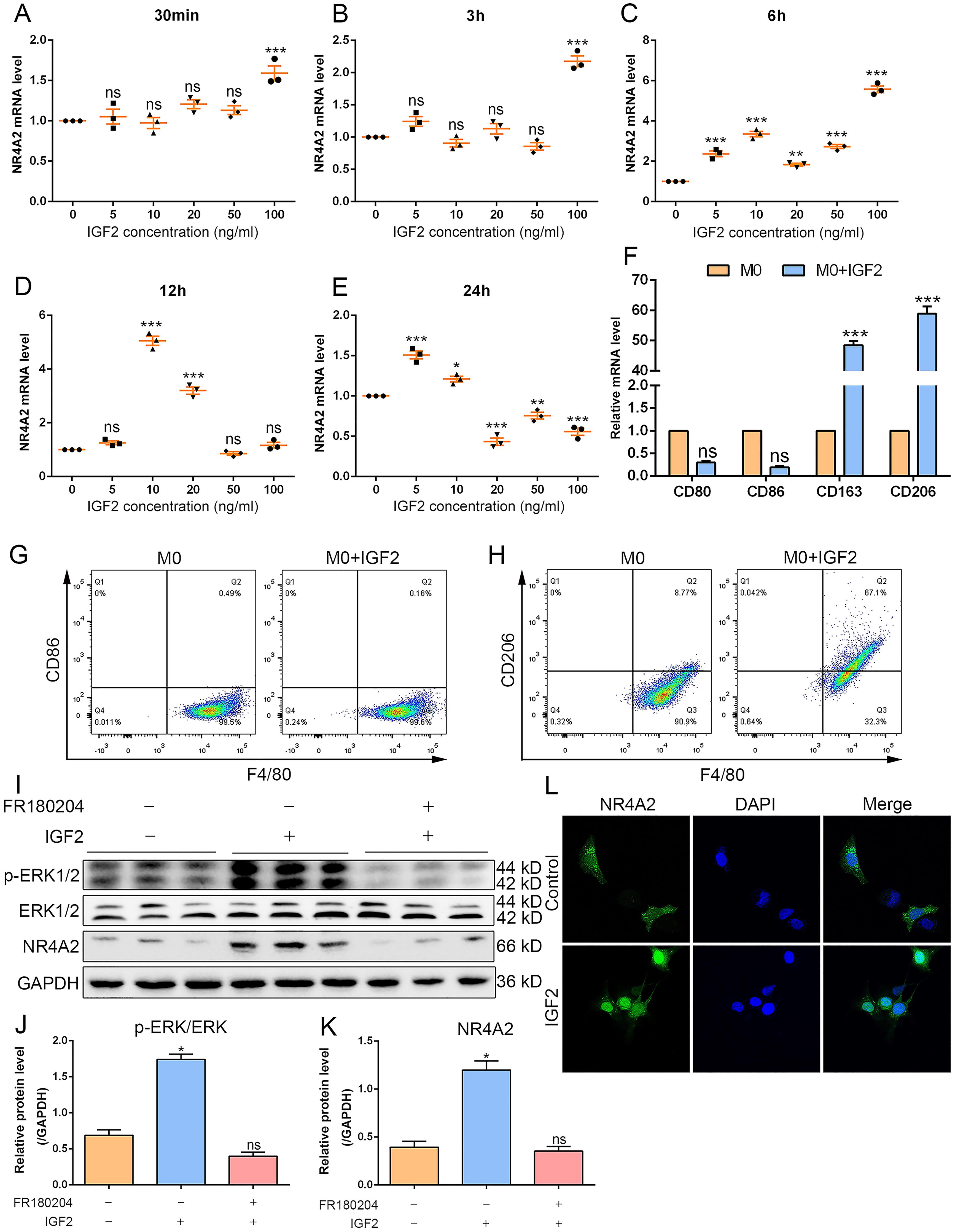 The IGF2-NR4A2 pathway mediates macrophage polarization toward an anti-inflammatory phenotype.