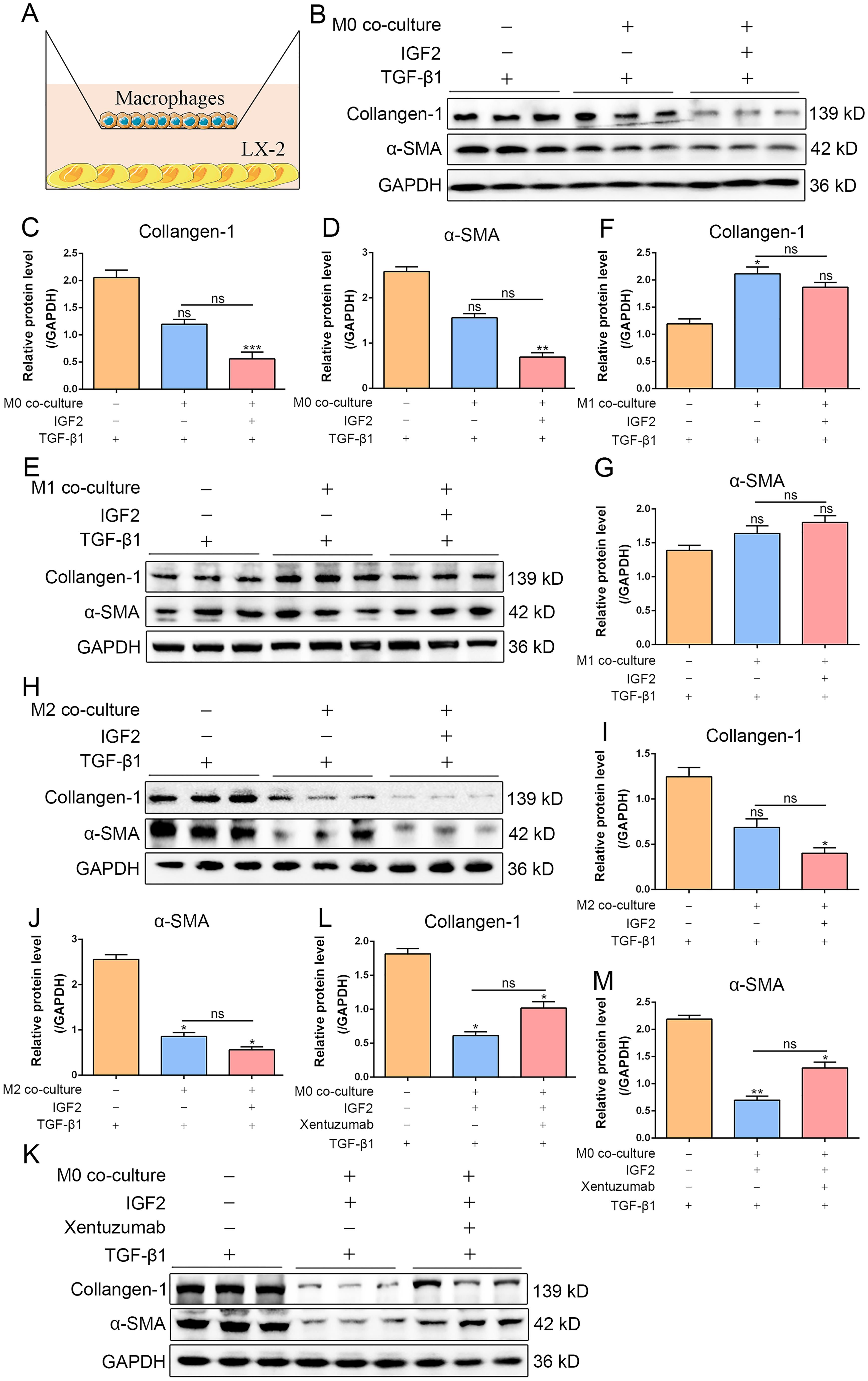 The IGF2-NR4A2 pathway inhibits the activation of the HSCs by mediating macrophage polarization toward the M2 subtype.