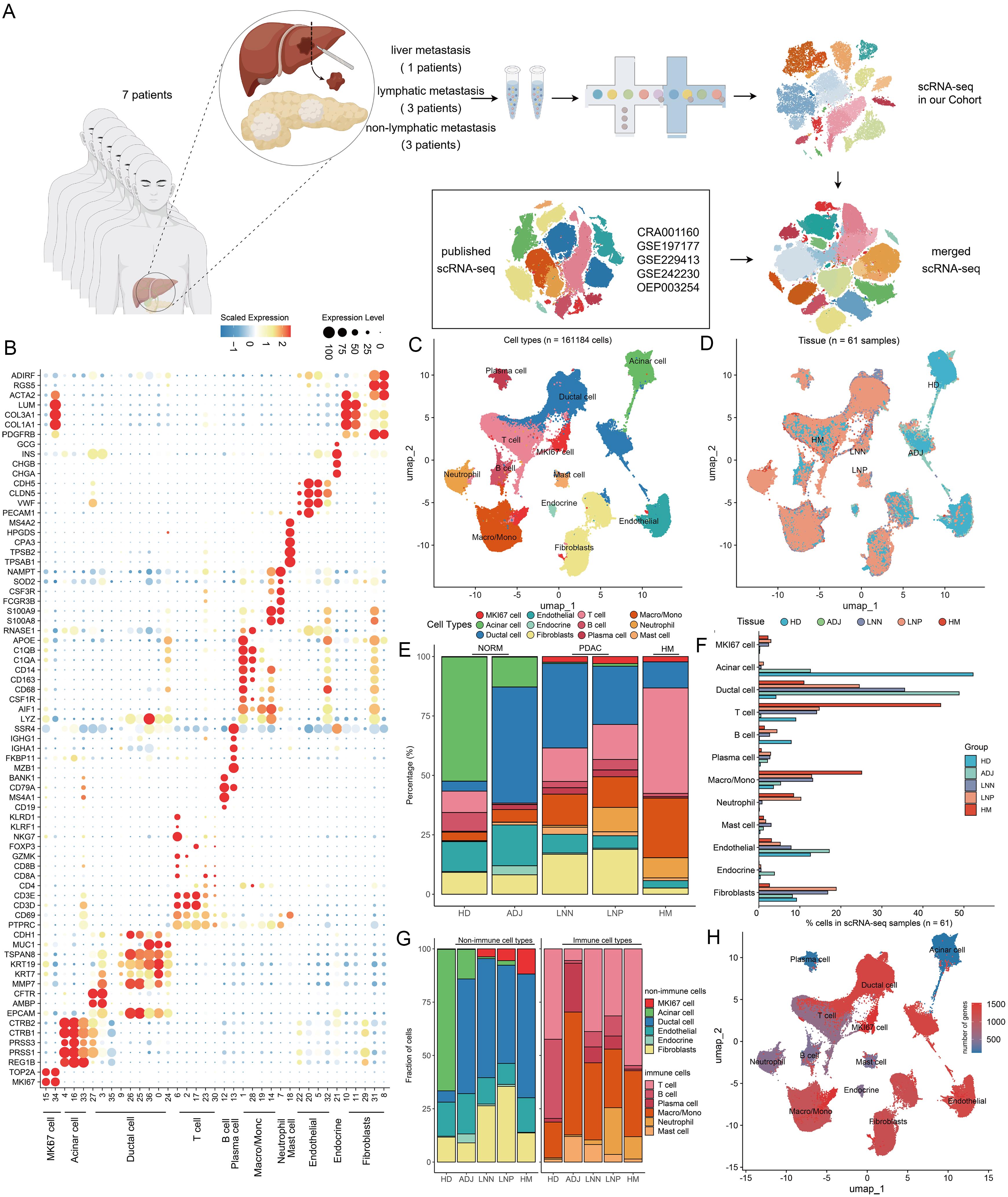 Single-cell transcriptomic atlas and cell typing in primary PDAC and hepatic metastatic tumor.
