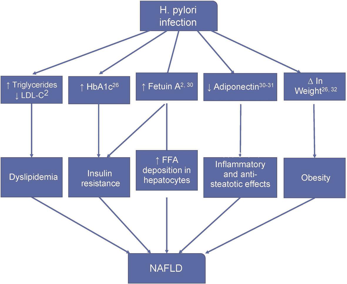 Possible mechanisms of <italic>H. pylori</italic> infection on the development of NAFLD.