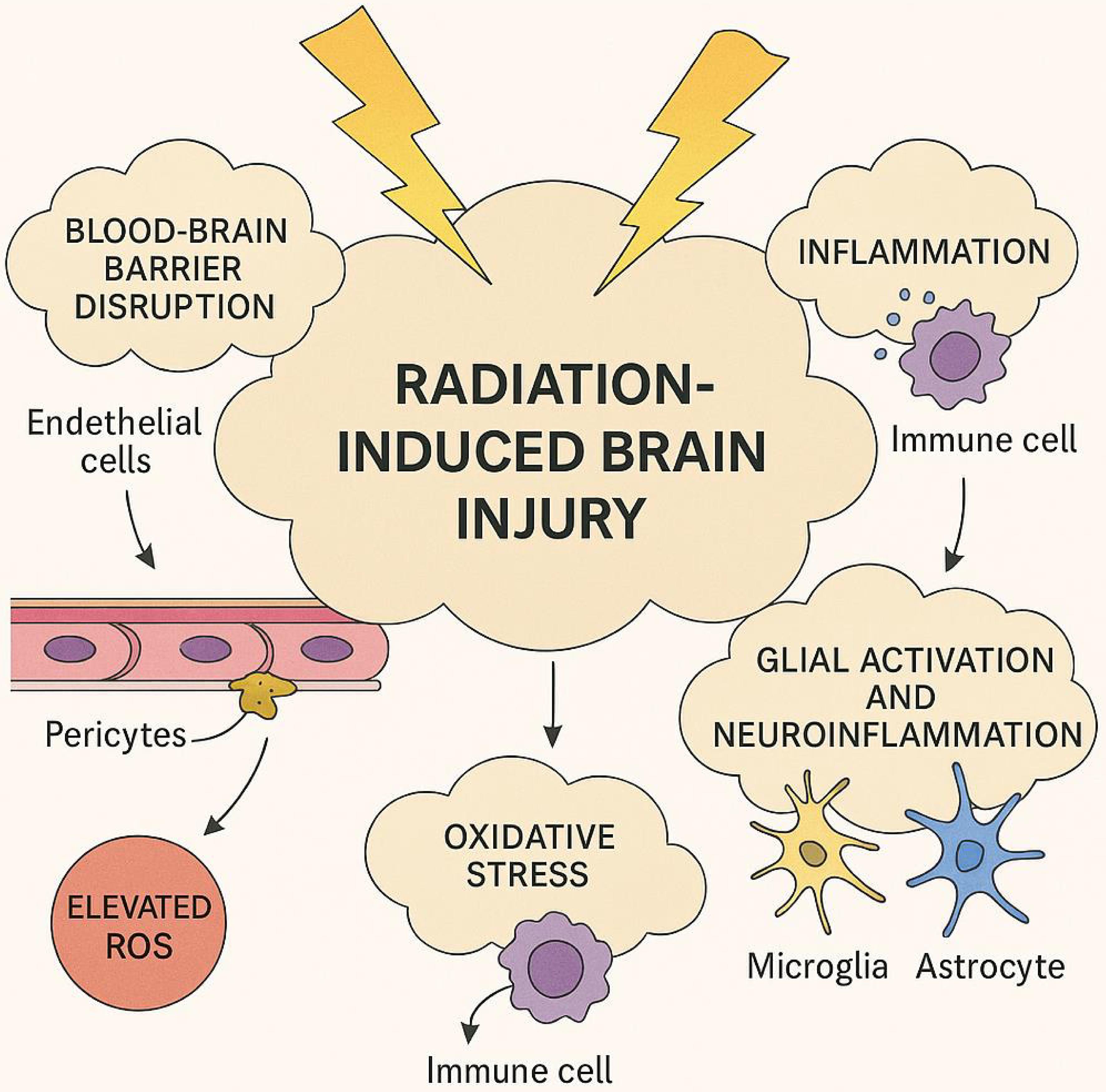 Mechanisms of radiation-induced brain injury at different post-radiotherapy time points.