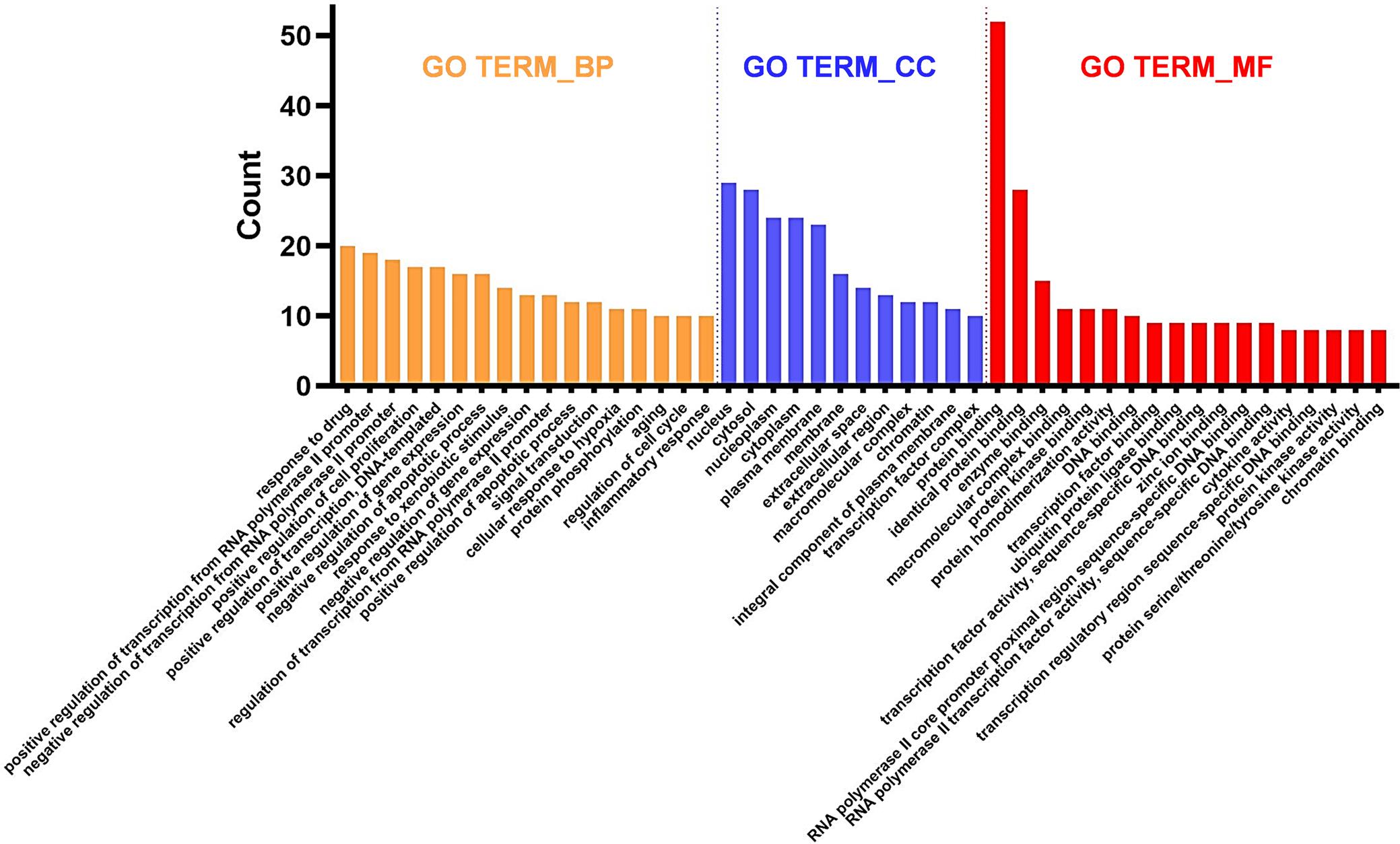 Histogram of the enriched items of the biological process, cellular components, and molecular function in the GO analysis of the <italic>Radix Salviae</italic>-targeted genes in the ISR disease.