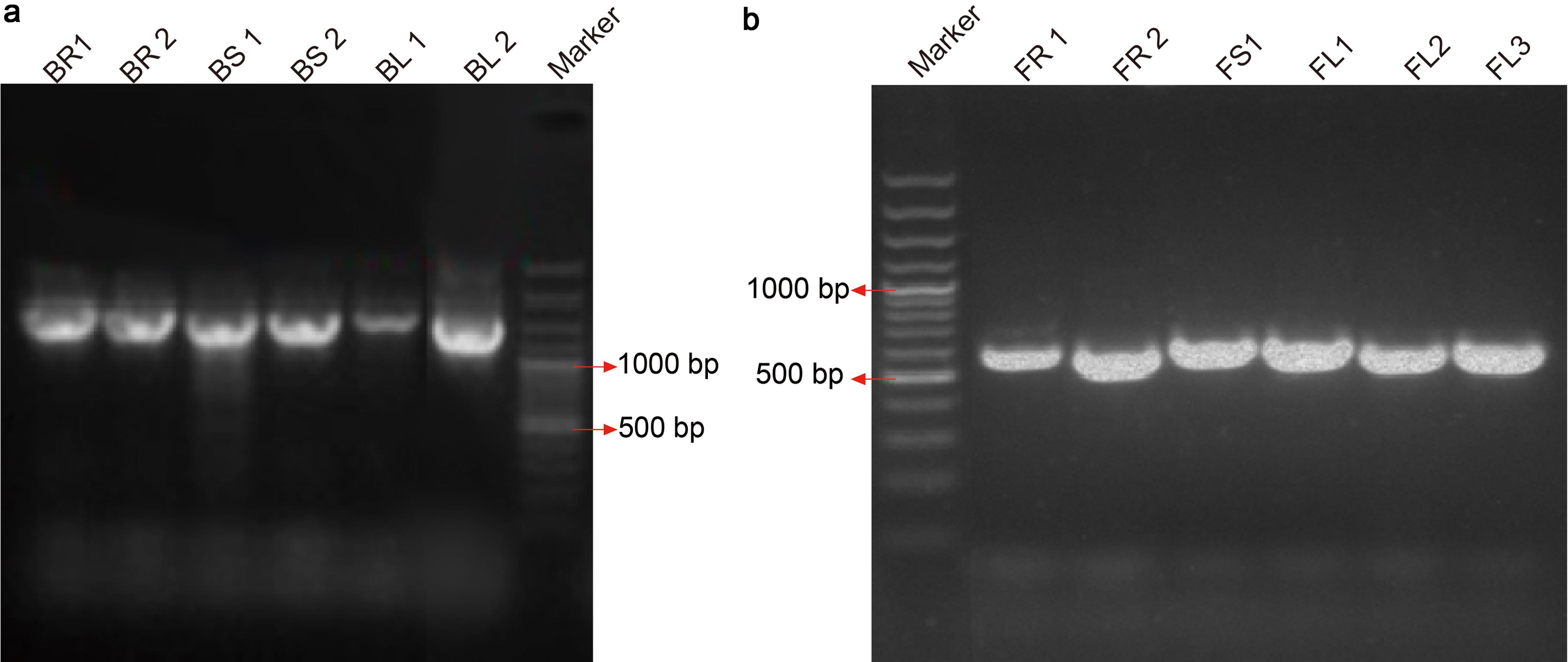 16S rDNA amplification products of endophytic bacteria (a) and ITS (Internal Transcribed Spacer) amplification products of endophytic fungi (b).