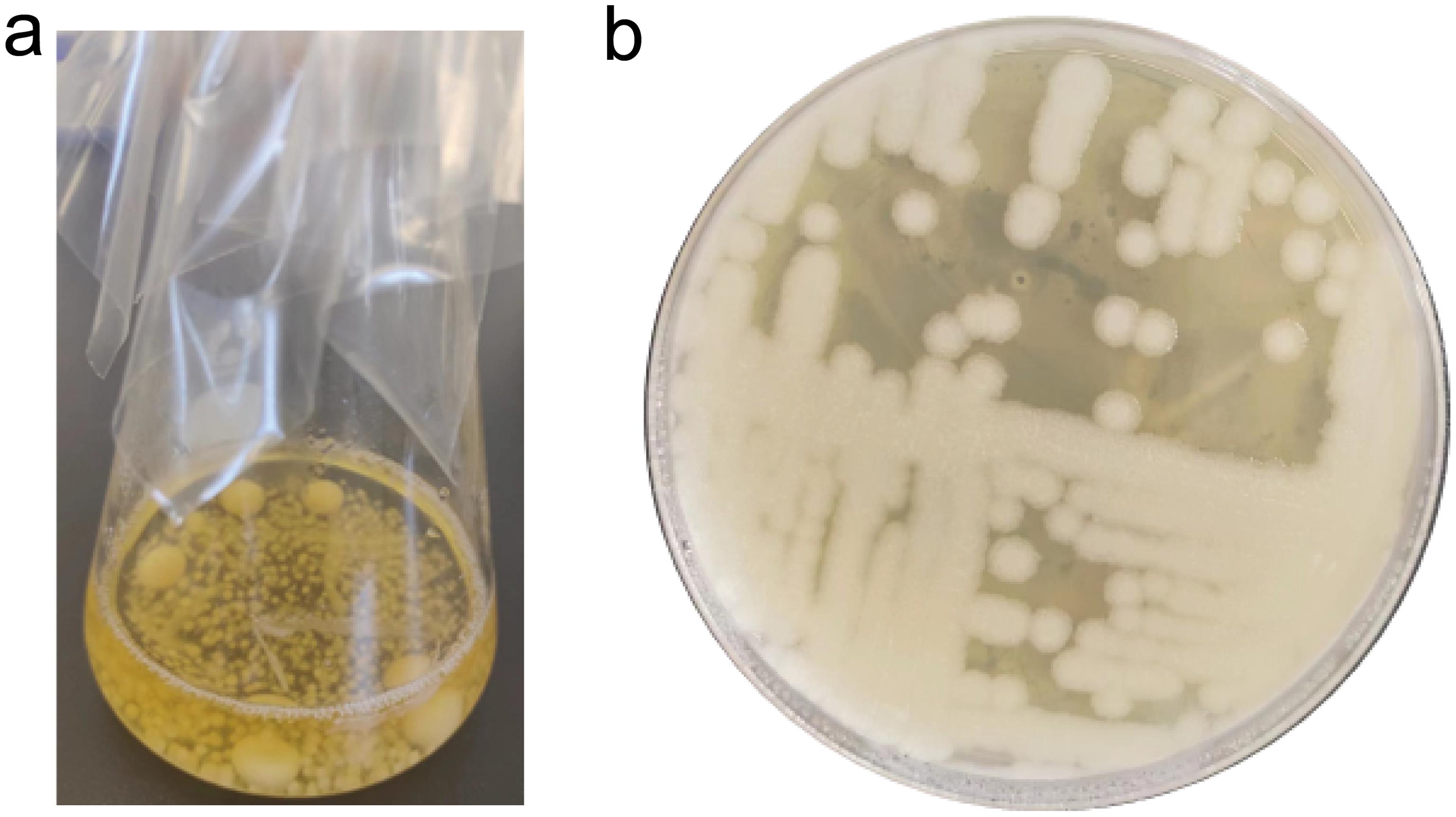 Endophytic fungi <italic>Diaporthe celeris</italic> (FL 1) grown on Potato Dextrose Water (a) and endophytic bacteria <italic>Bacillus wiedmannii</italic> (BR 5) grown on BPA (Beef Extract Peptone Agar) plate (b).