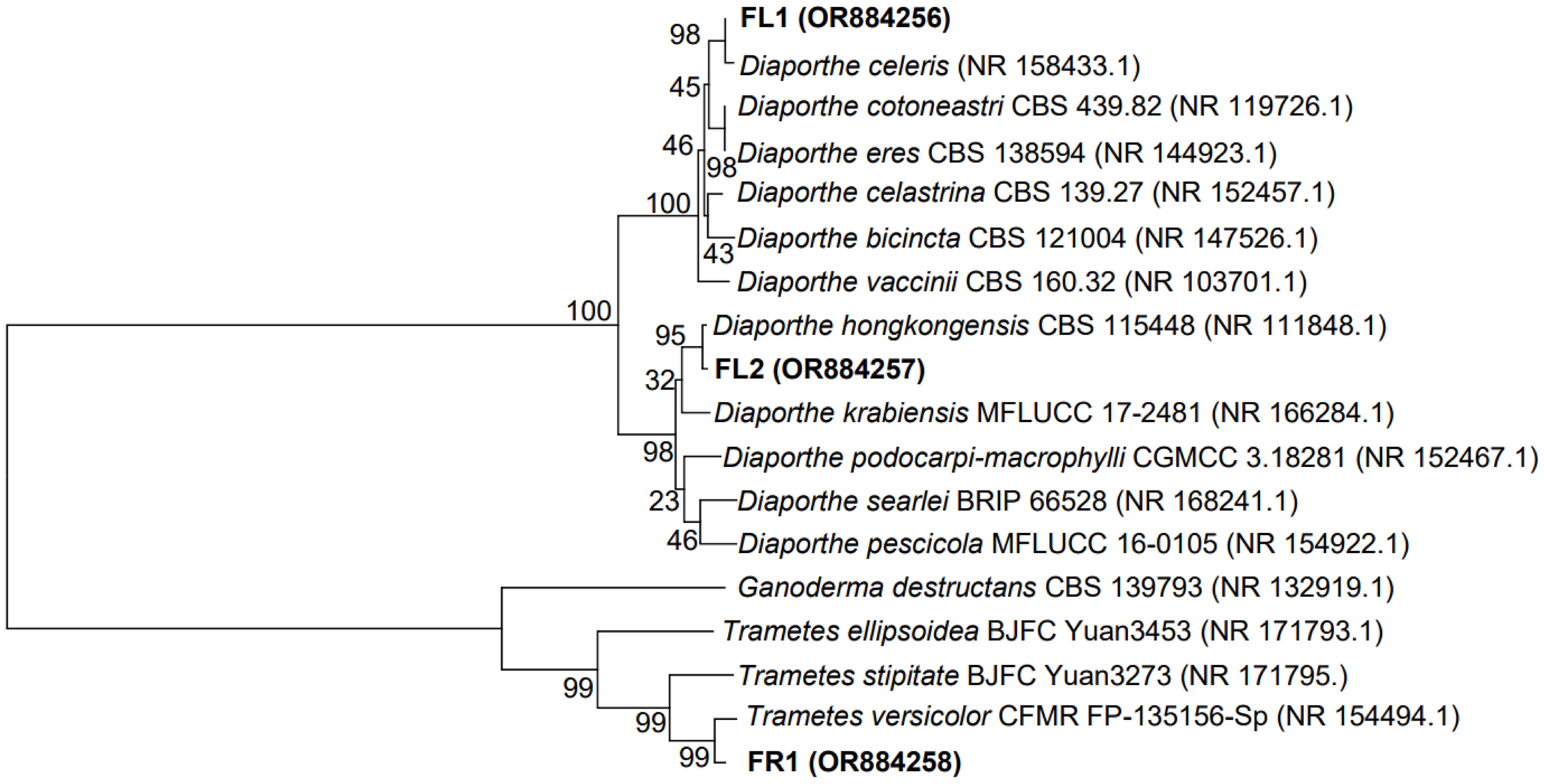 Neighbour-joining phylogenetic tree based on ITS-rDNA sequences of fungal isolate <italic>Trametes versicolor</italic> (FR 1), <italic>Diaporthe celeris</italic> (FL 1), <italic>Diaporthe hongkongensis</italic> (FL 2) and related sequences from Gen Bank (NCBI).