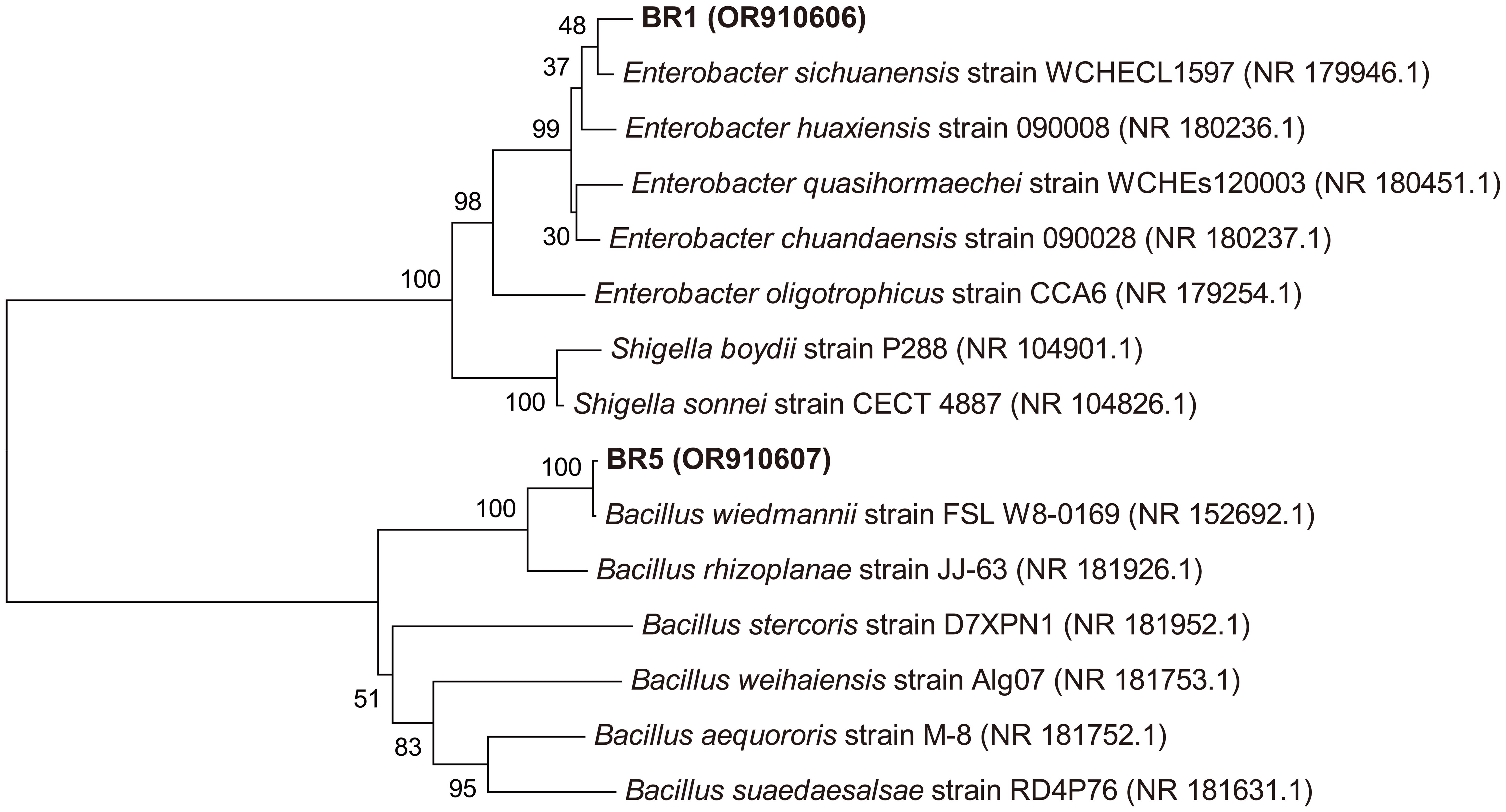 Neighbour-joining phylogenetic tree based on 16s-rDNA sequences of endophytic bacterial isolate <italic>Enterobacter</italic> (BR 1), <italic>Leclercia adecarboxylata</italic> (BR 2), and related sequences from Gen Bank (NCBI).