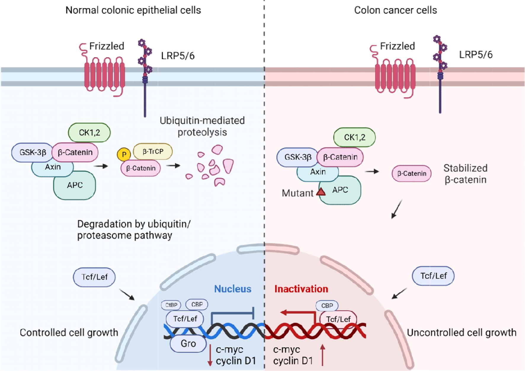 A schematic diagram showing the Wnt signaling pathway in normal colonic epithelial cells and colon cancer cells.