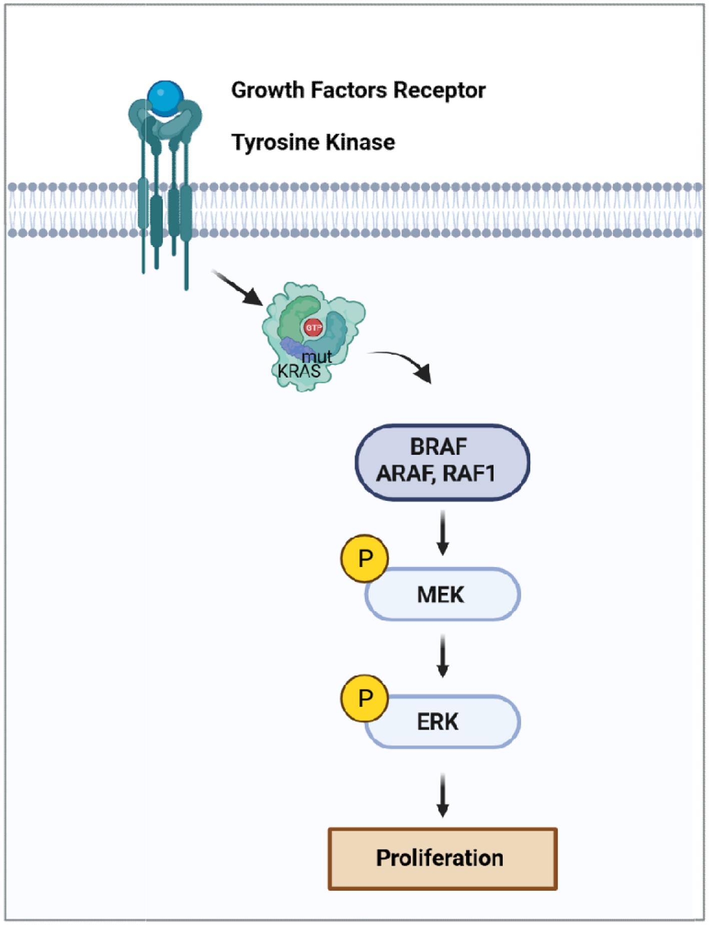 A schematic diagram showing oncogenic signaling pathways associated with mutated KRAS.
