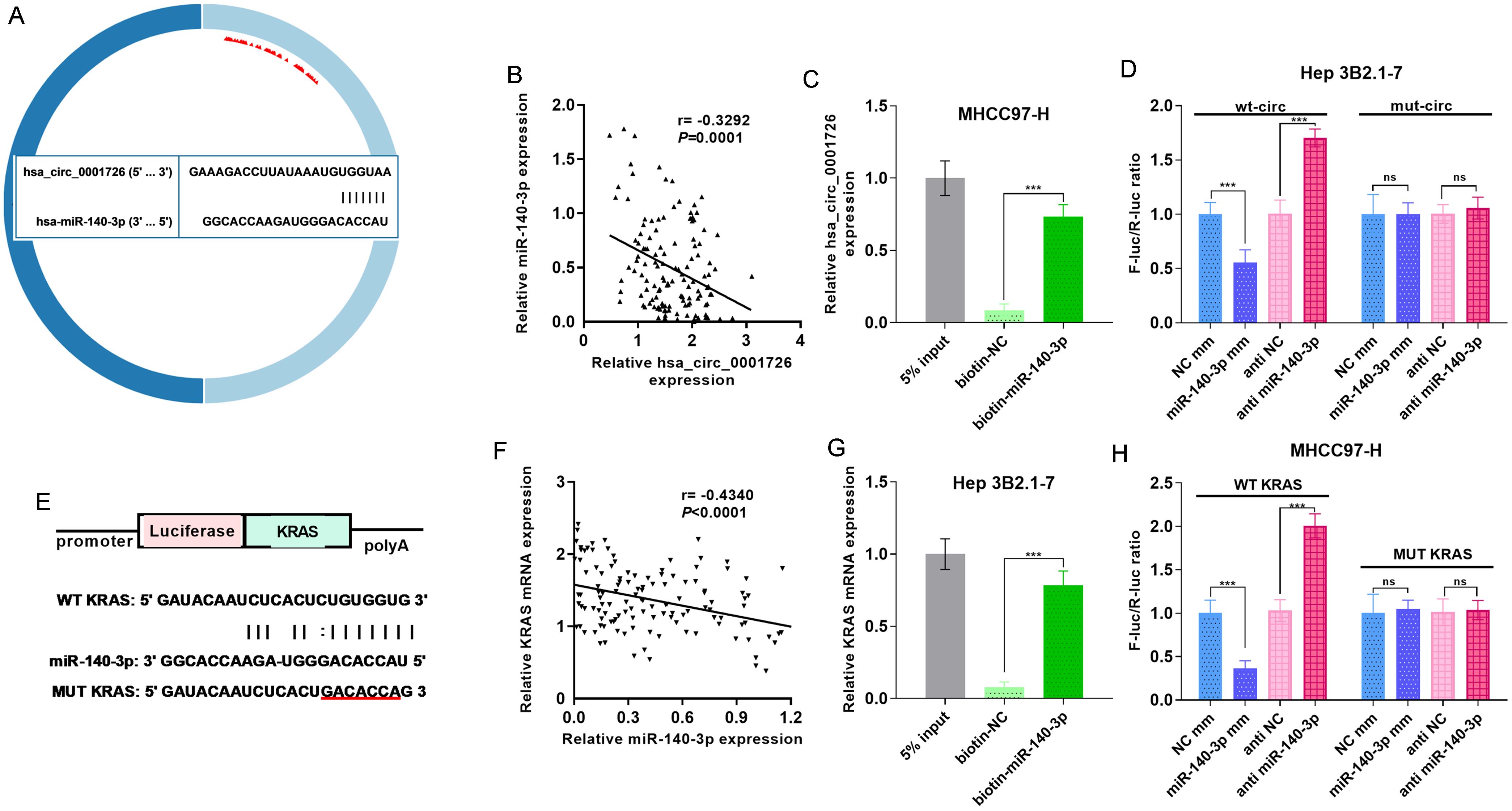 Validation of the hsa_circ_0001726/miR-140-3p/KRAS axis in HCC.