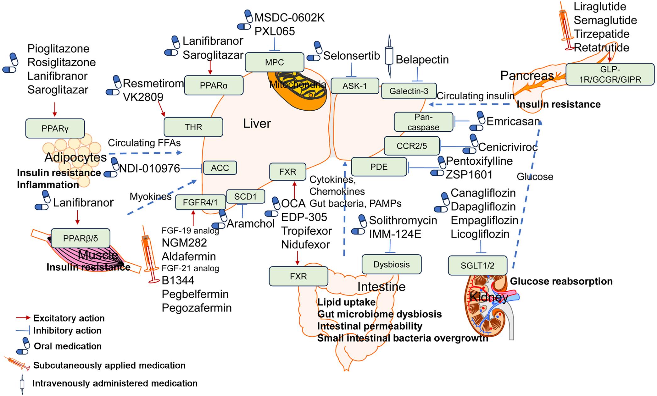 Potential candidates for MASLD and their mechanisms of action.