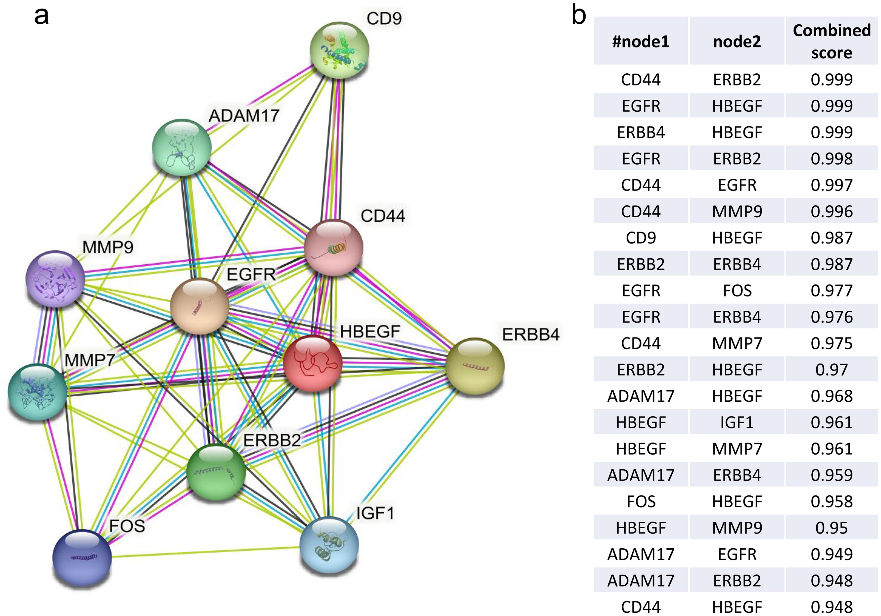 HBEGF protein interaction correlation diagram.