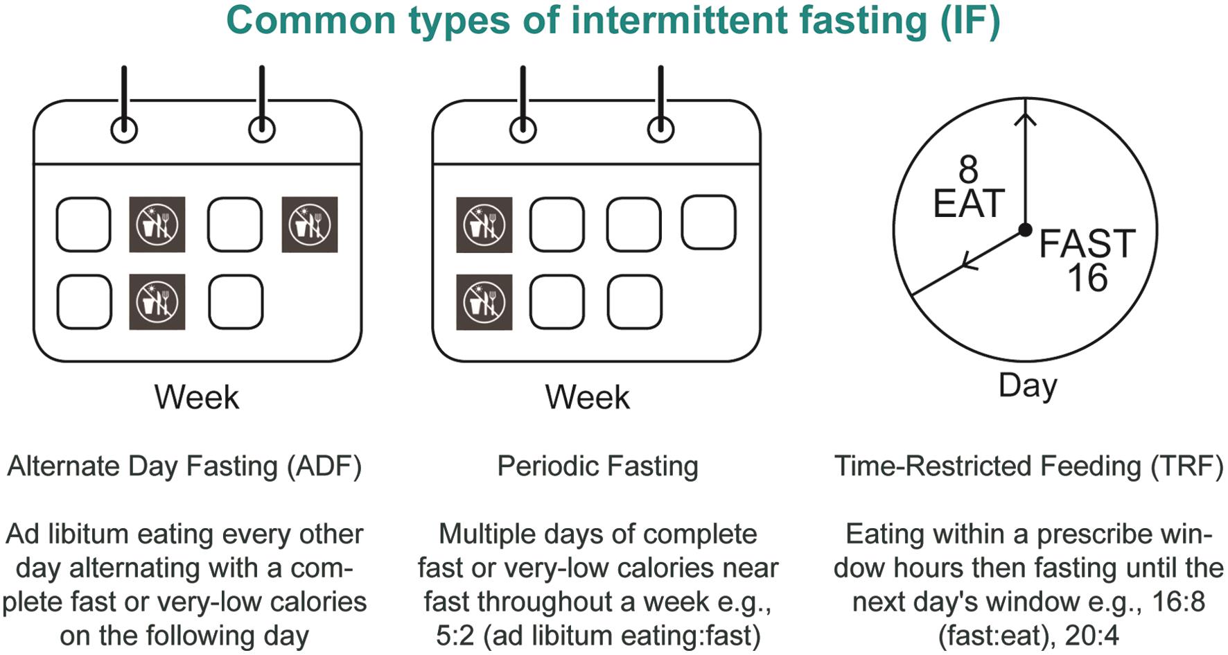 Common types of intermittent fasting (IF).