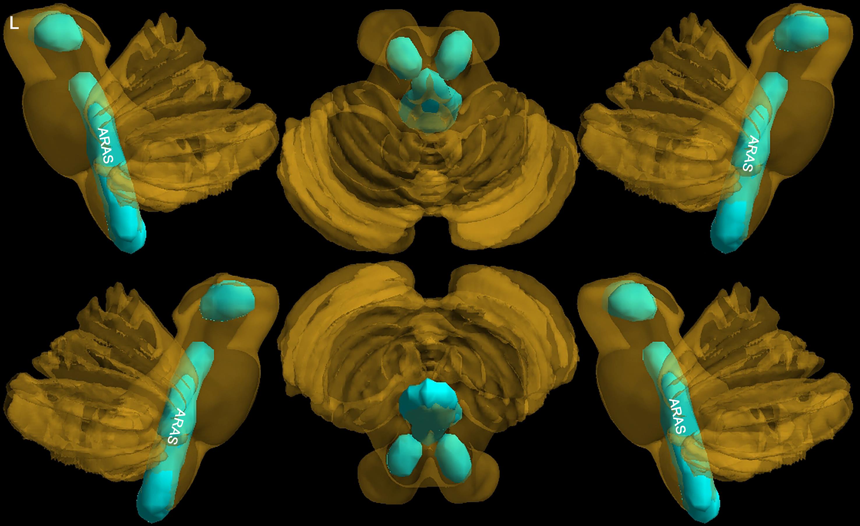 Brainstem ARAS nuclei standard brain atlas diagram.