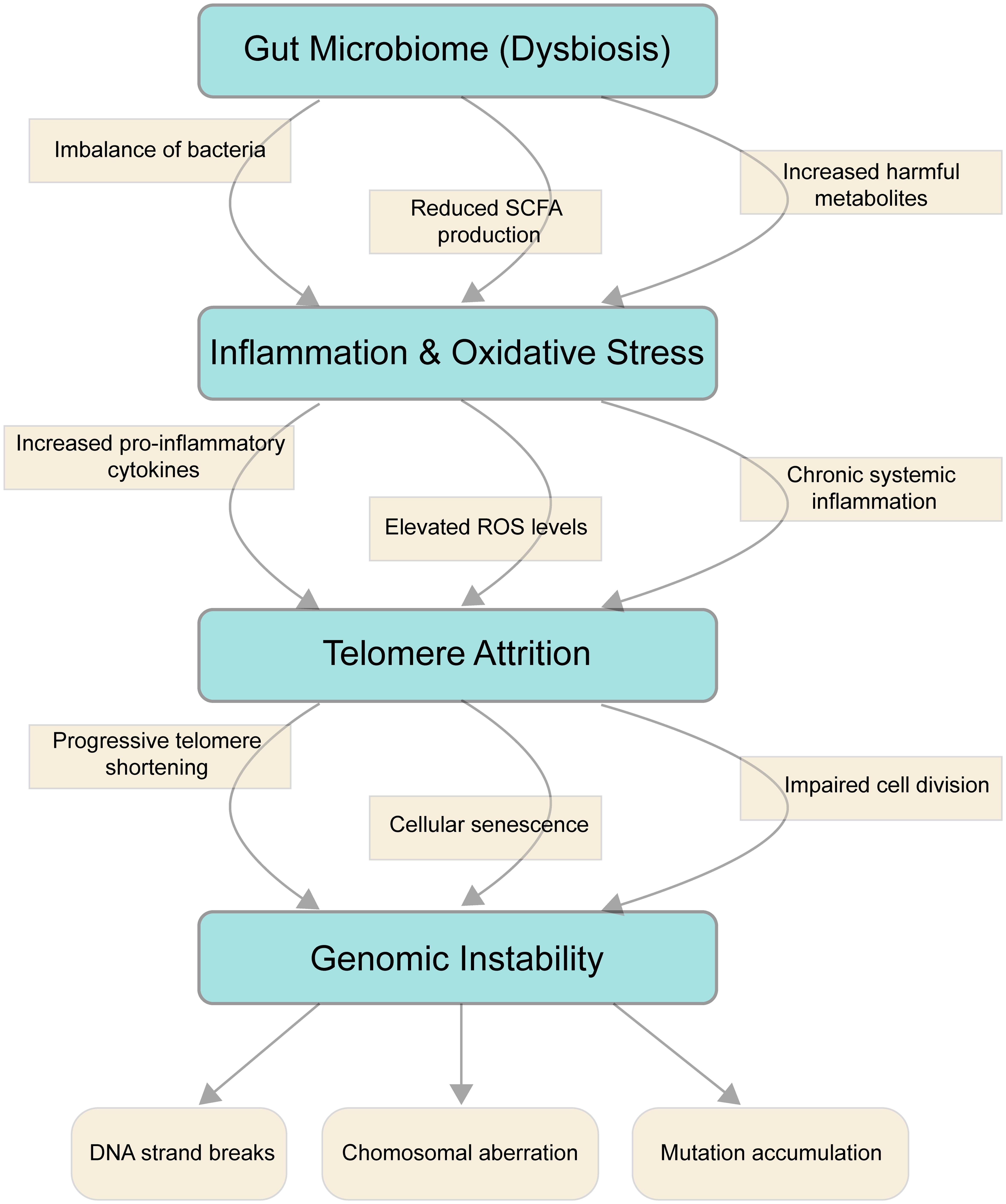 This figure depicts the pathways linking gut microbiome dysbiosis, telomere attrition, and genomic instability.