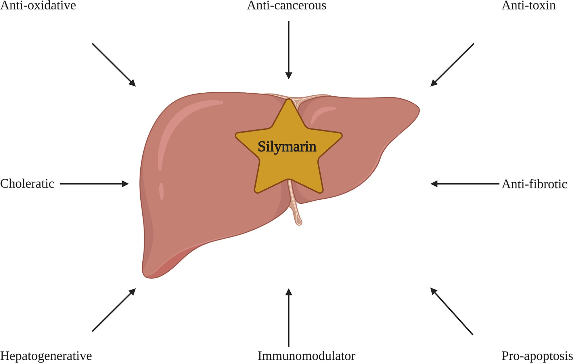 Hepatoprotective mechanisms of action of silymarin.