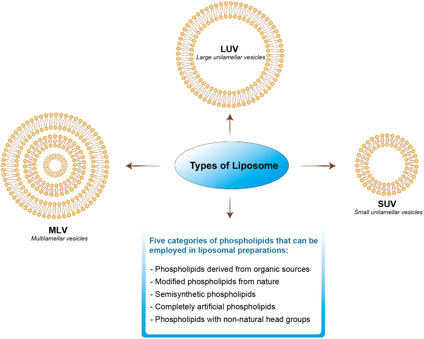 Types of liposomes with their categories of phospholipids.
