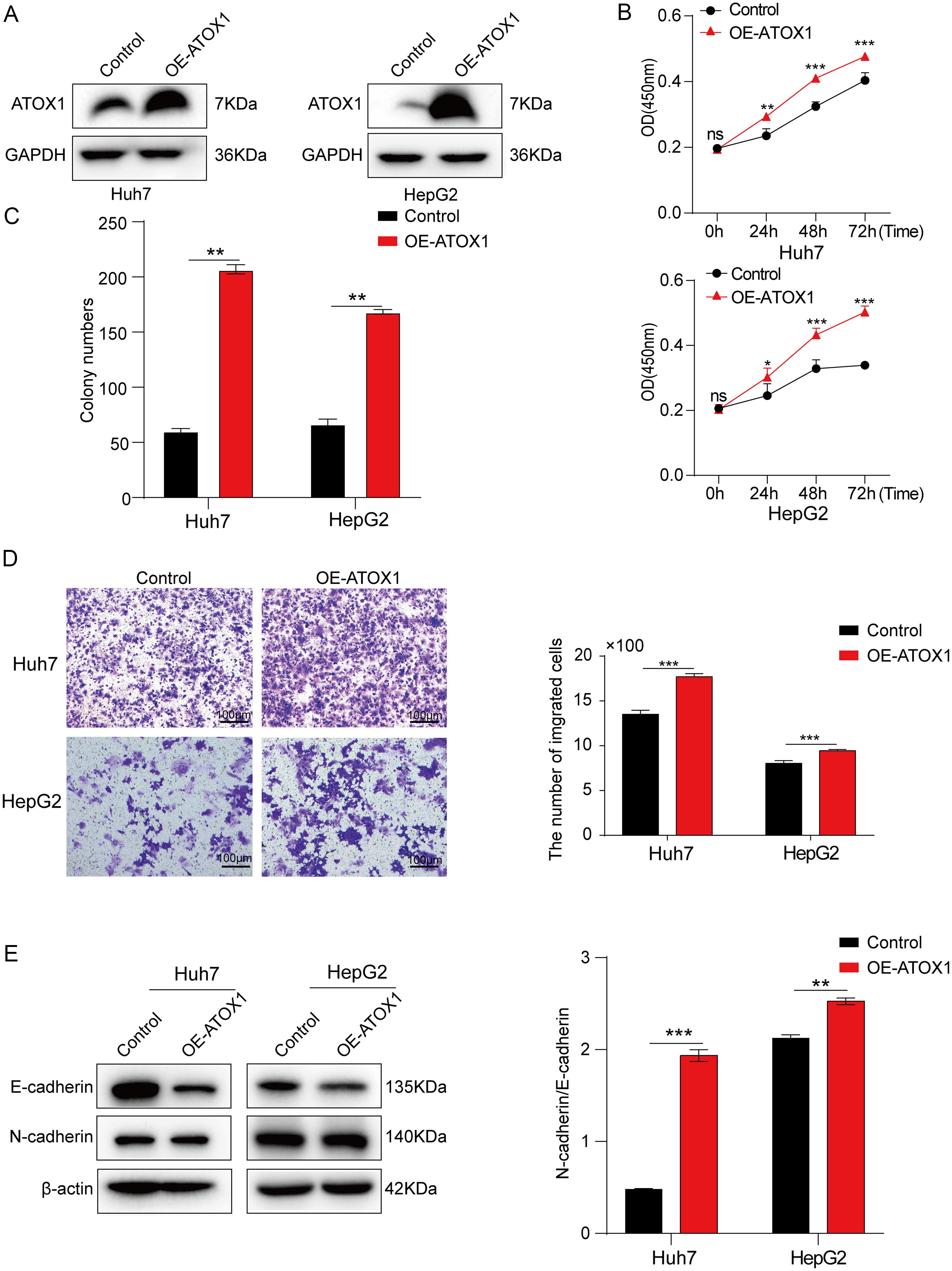 ATOX1 overexpression affected the proliferation and migration of HCC cells.