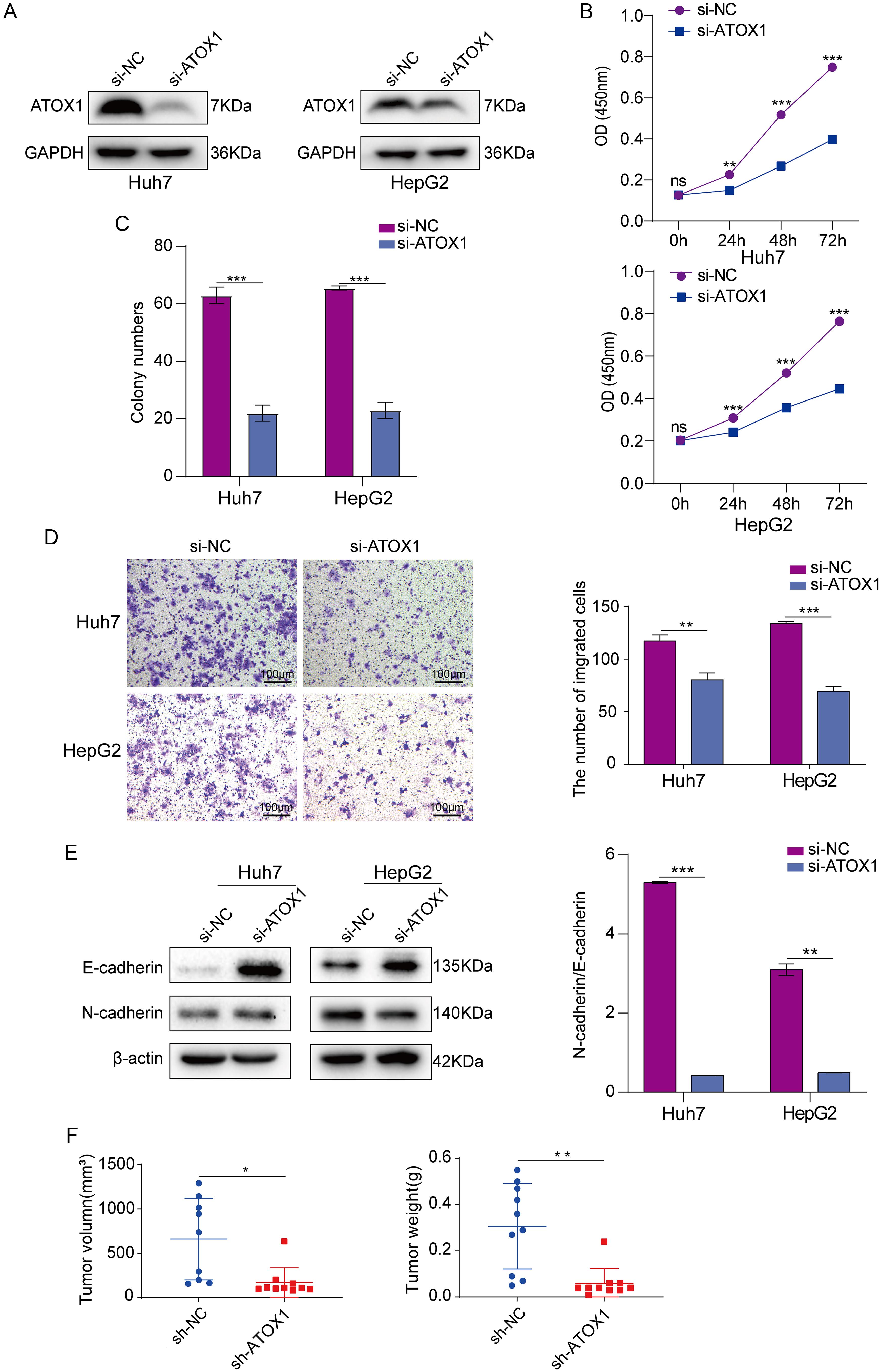 ATOX1 knockdown affected the proliferation and migration of HCC cells <italic>in vitro</italic> and tumor growth <italic>in vivo</italic>.