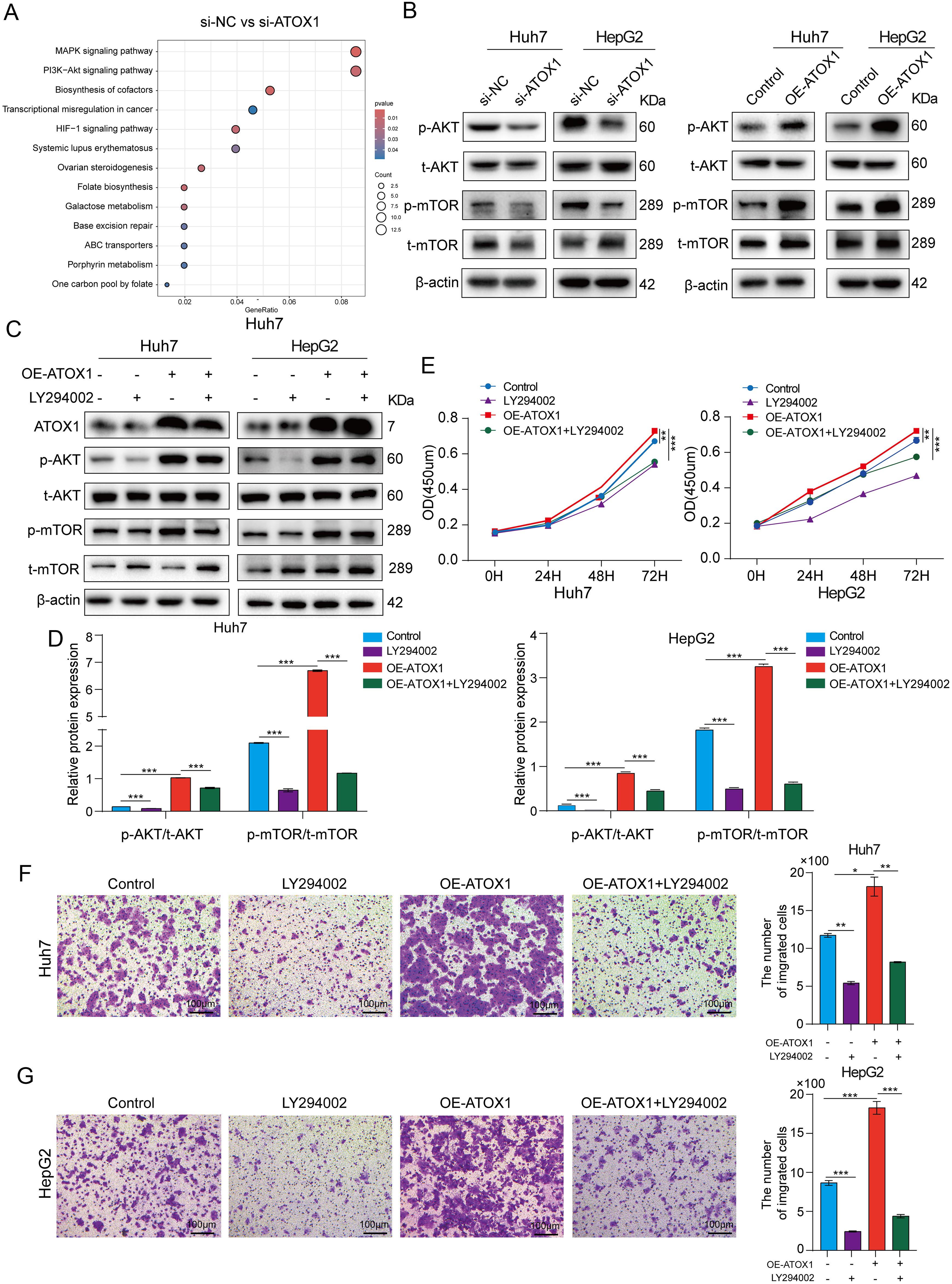 The impact of ATOX1 on the PI3K/AKT signaling pathway.