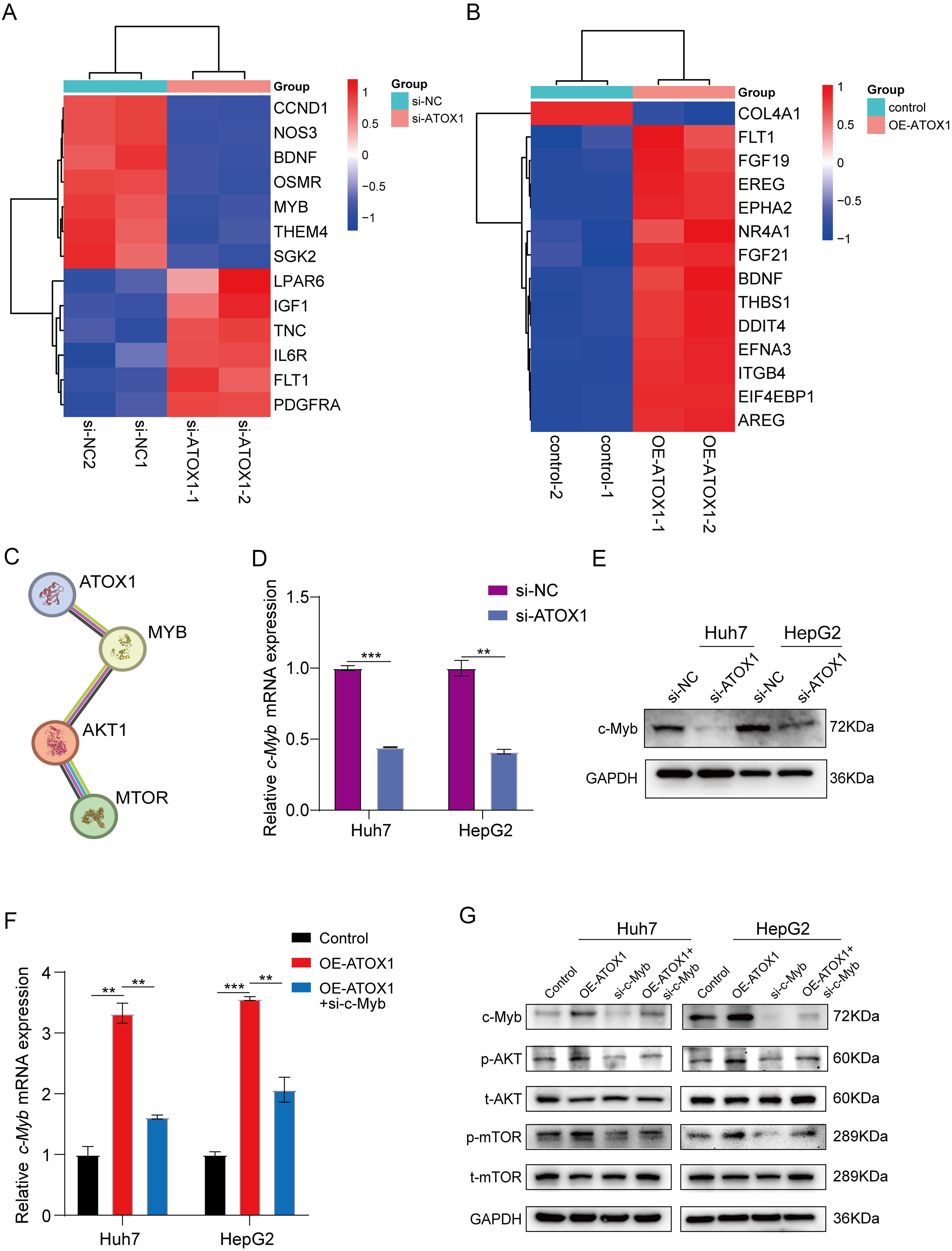 The role of c-Myb in the impact of ATOX1 on the PI3K/AKT pathway.