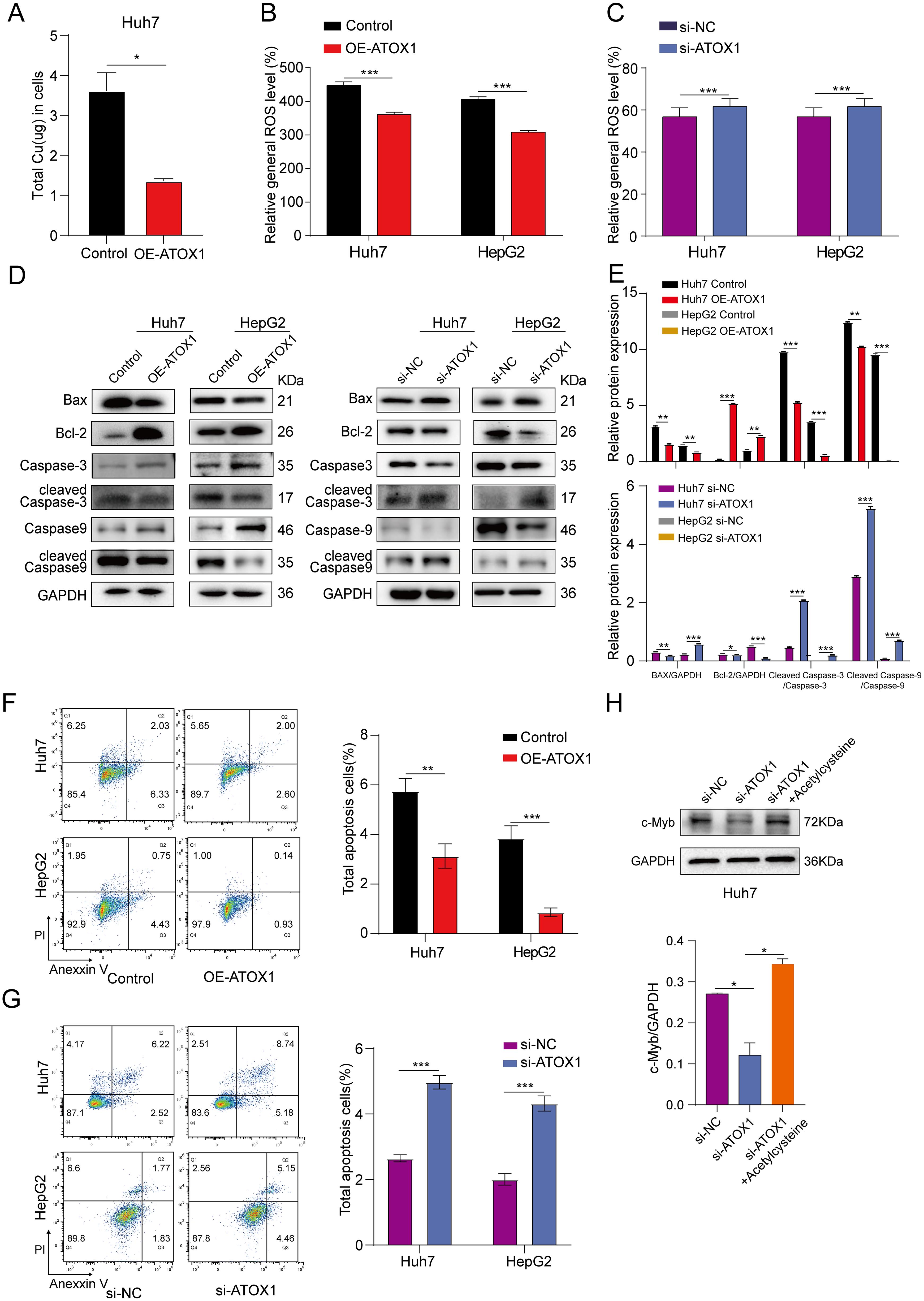 ATOX1 affected copper accumulation, intracellular ROS levels, and apoptosis in HCC cells.