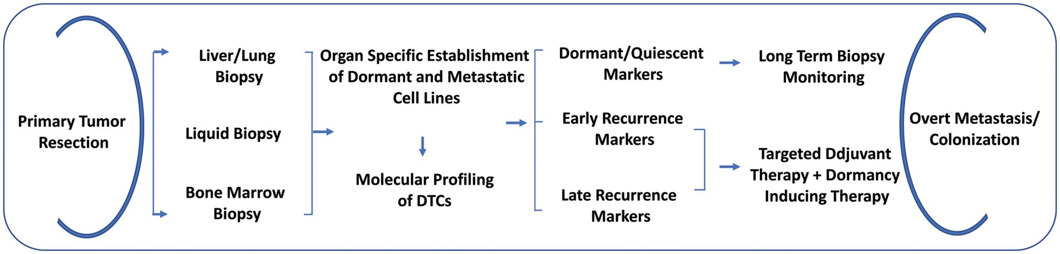 Schematic showing how understanding the molecular features of disseminated tumor cells from various biopsies can aid in future control and treatment of disseminated residual disease before their development into overt metastasis.