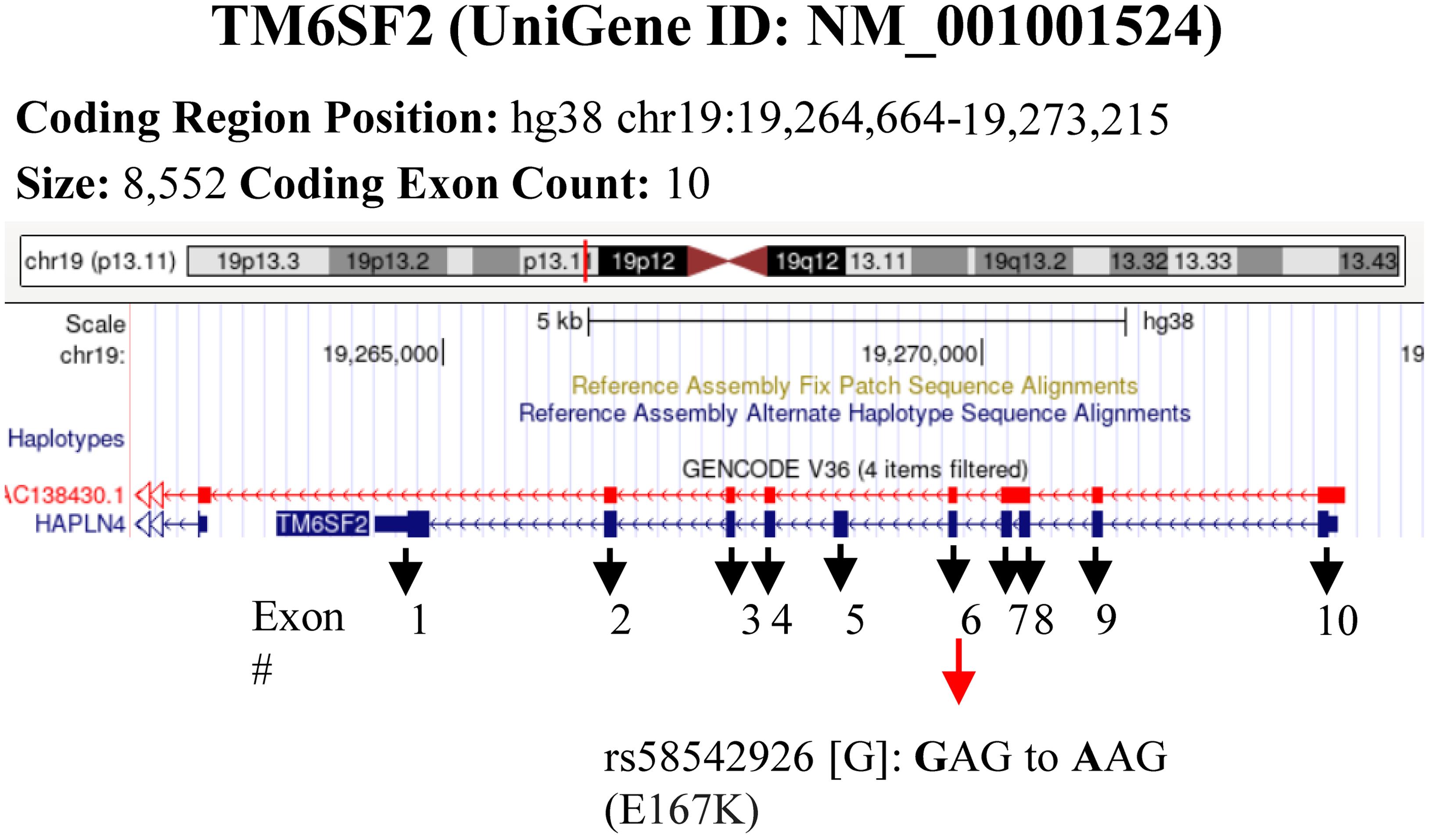 TM6SF2 gene locus showing the rs58542926 polymorphism.