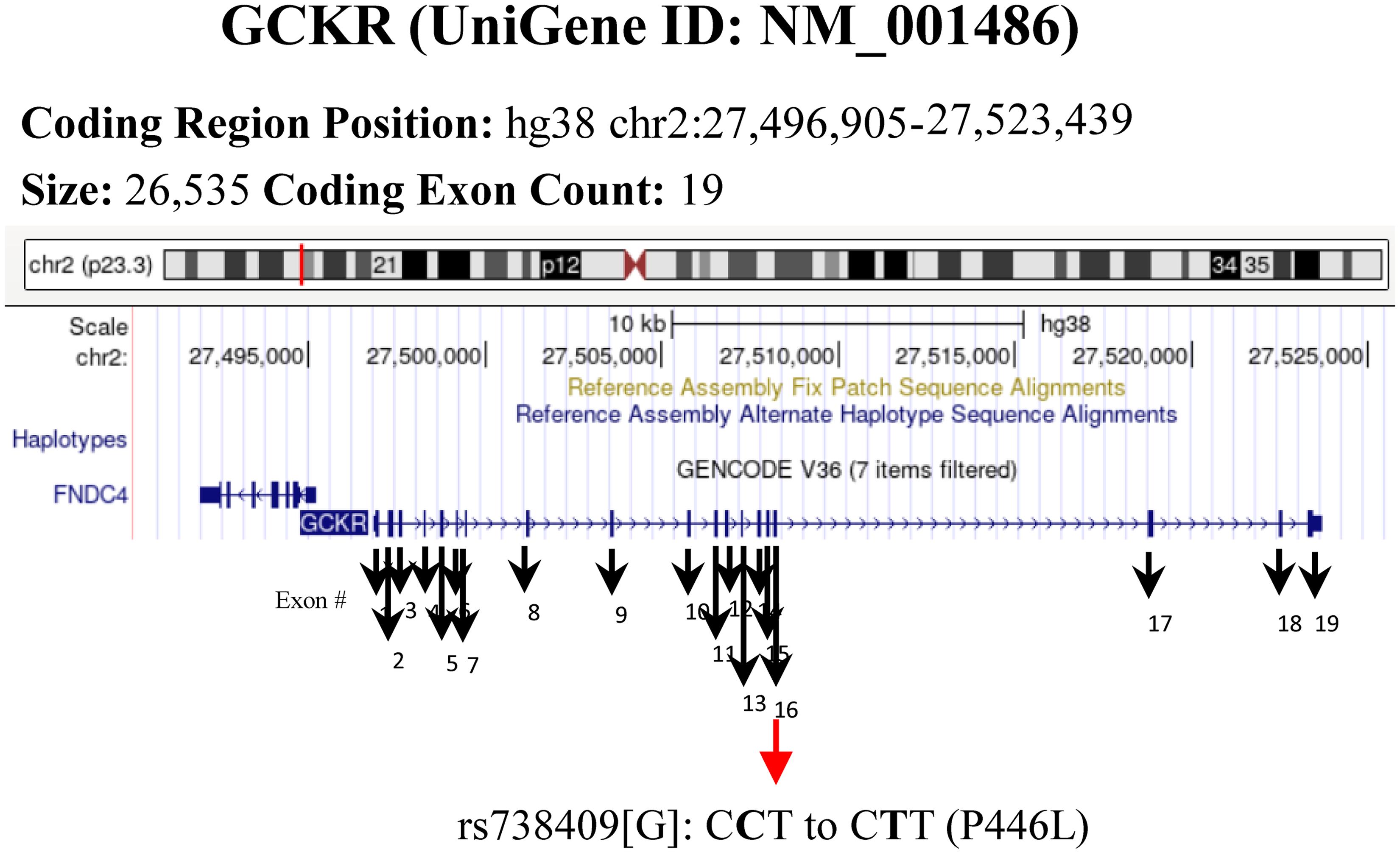 GCKR gene locus showing the rs738409 polymorphism.