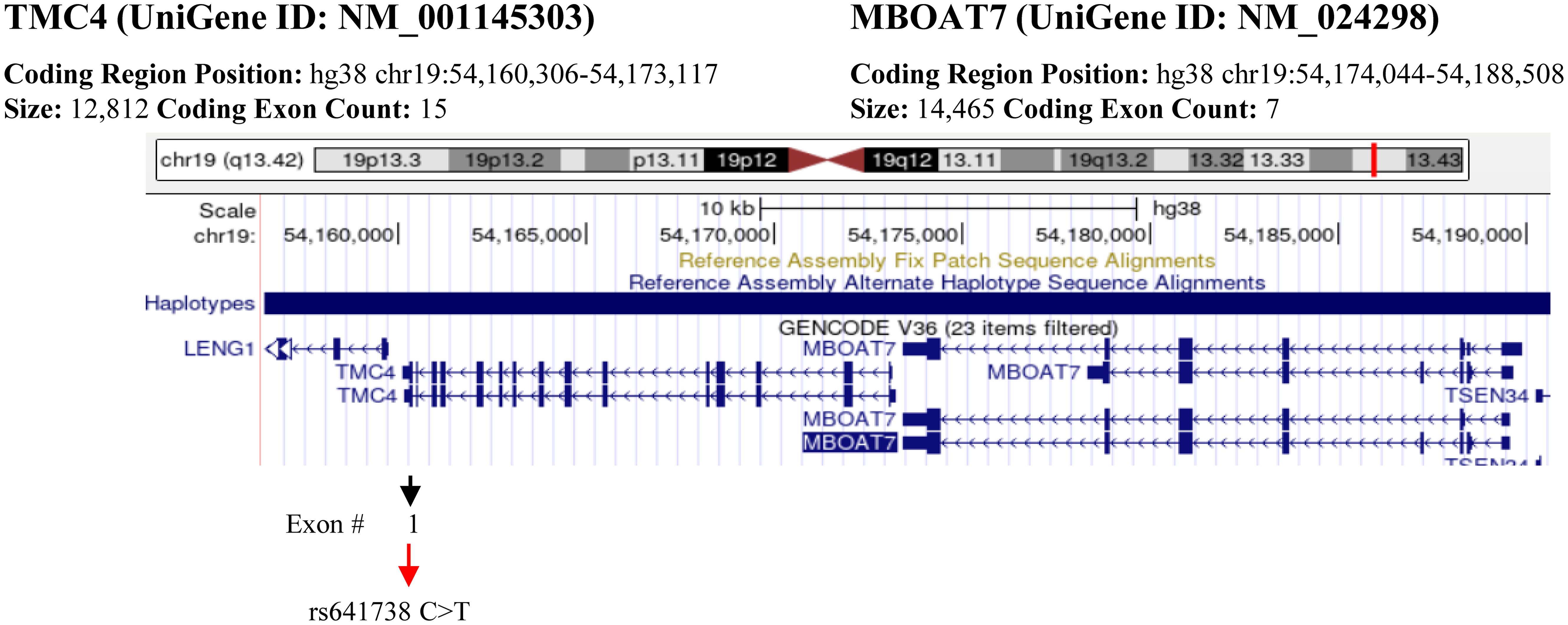 TMC4 and MBOAT7 genes locus showing the rs641738 polymorphism.