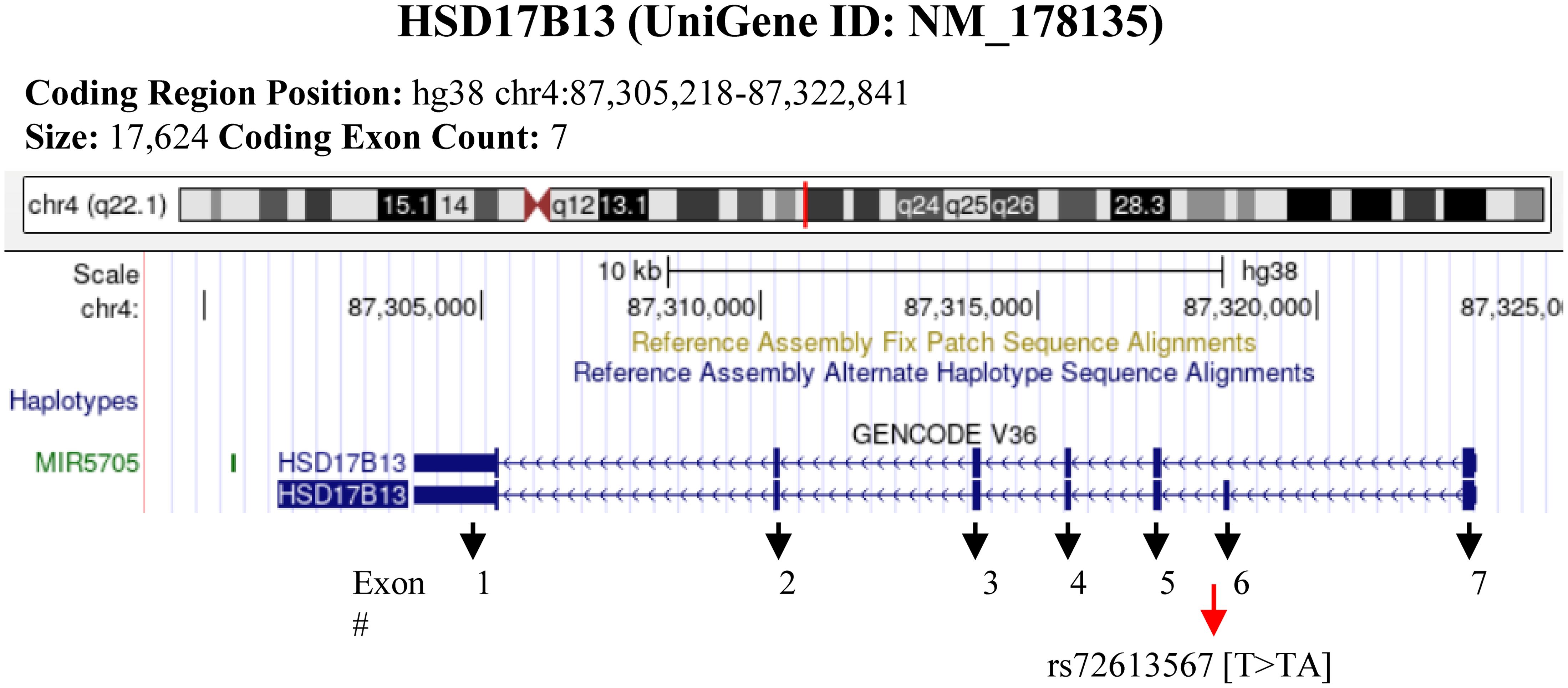 HSD17B13 gene locus showing the rs72613567 polymorphism.