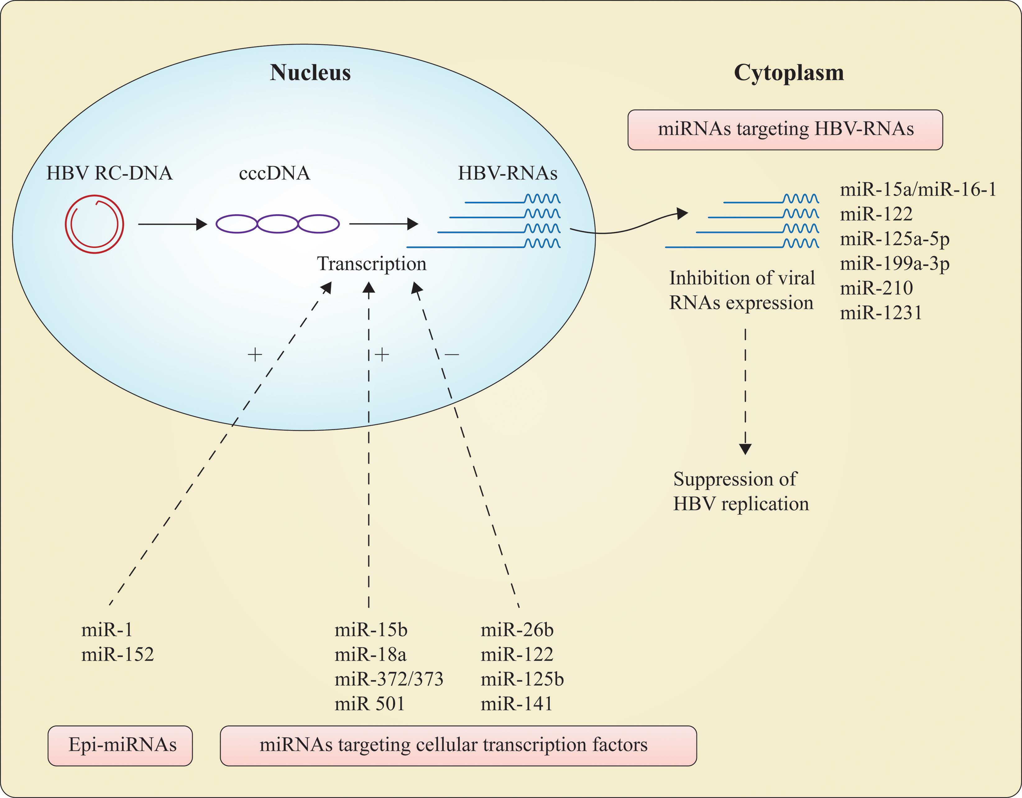 Summary of cellular miRNAs involved in the regulation of HBV replication.