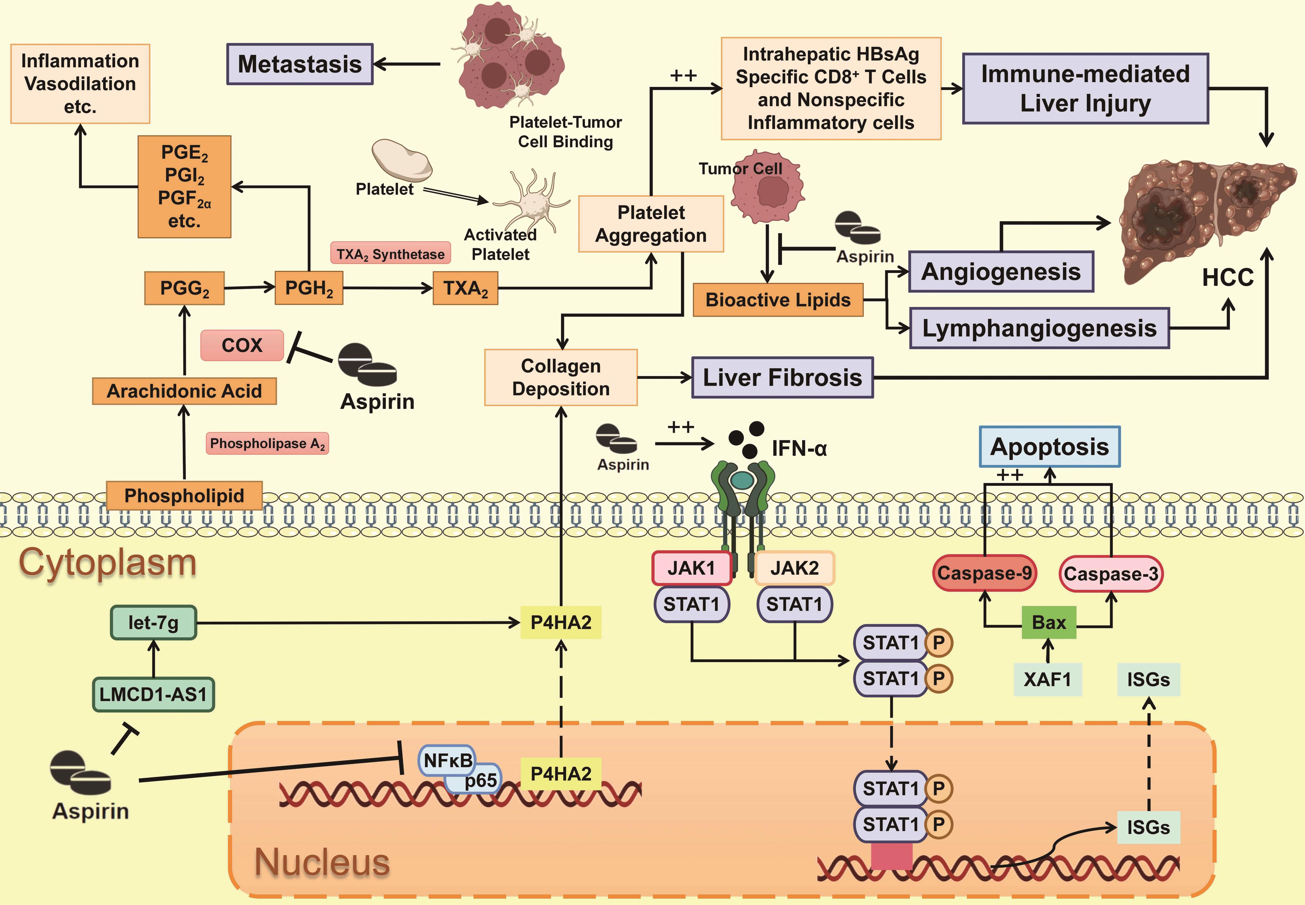 Mechanisms and pathways of the chemoprotective effect of aspirin in HCC.
