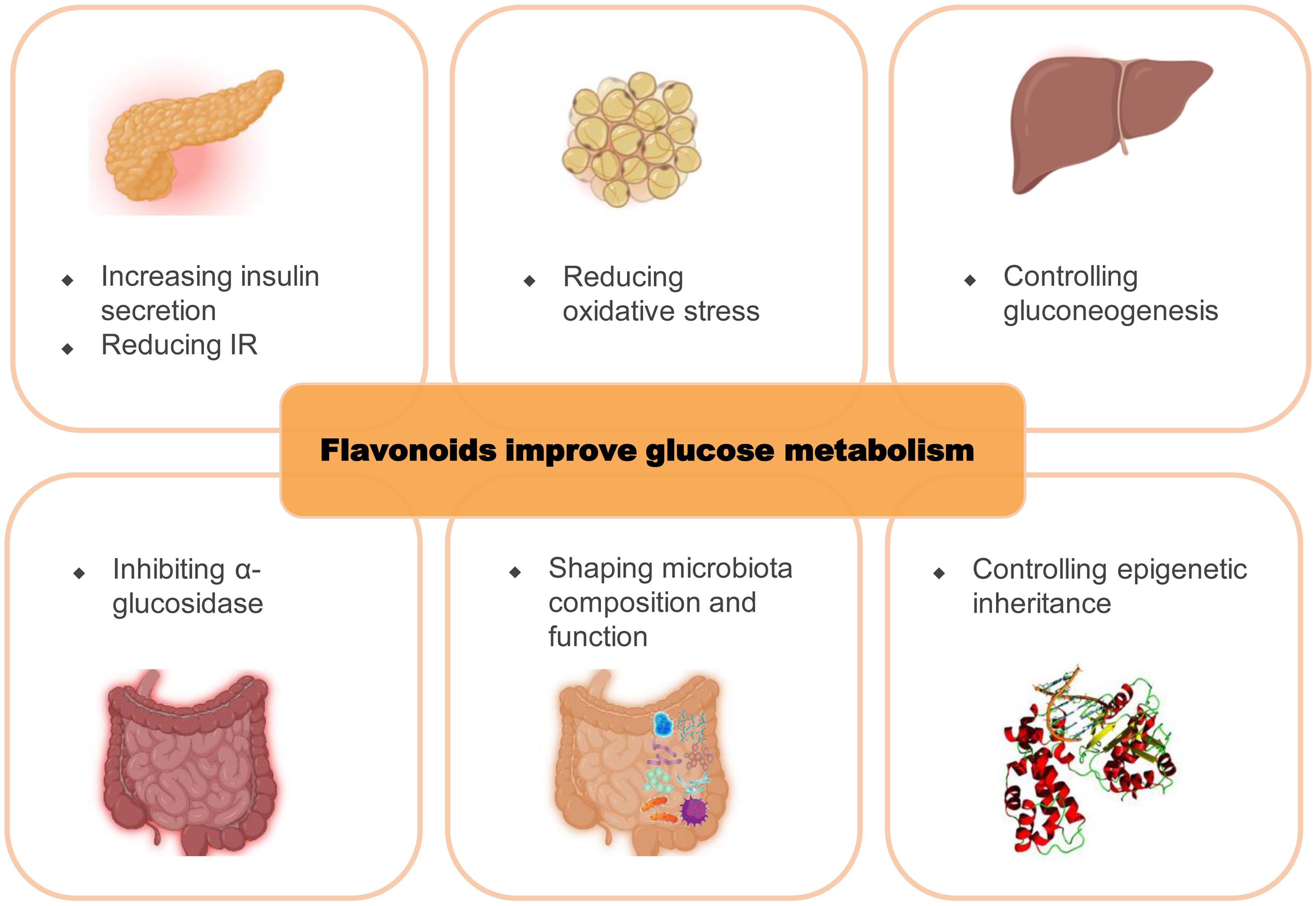 The traditional pathways of flavonoids regulating T2DM.