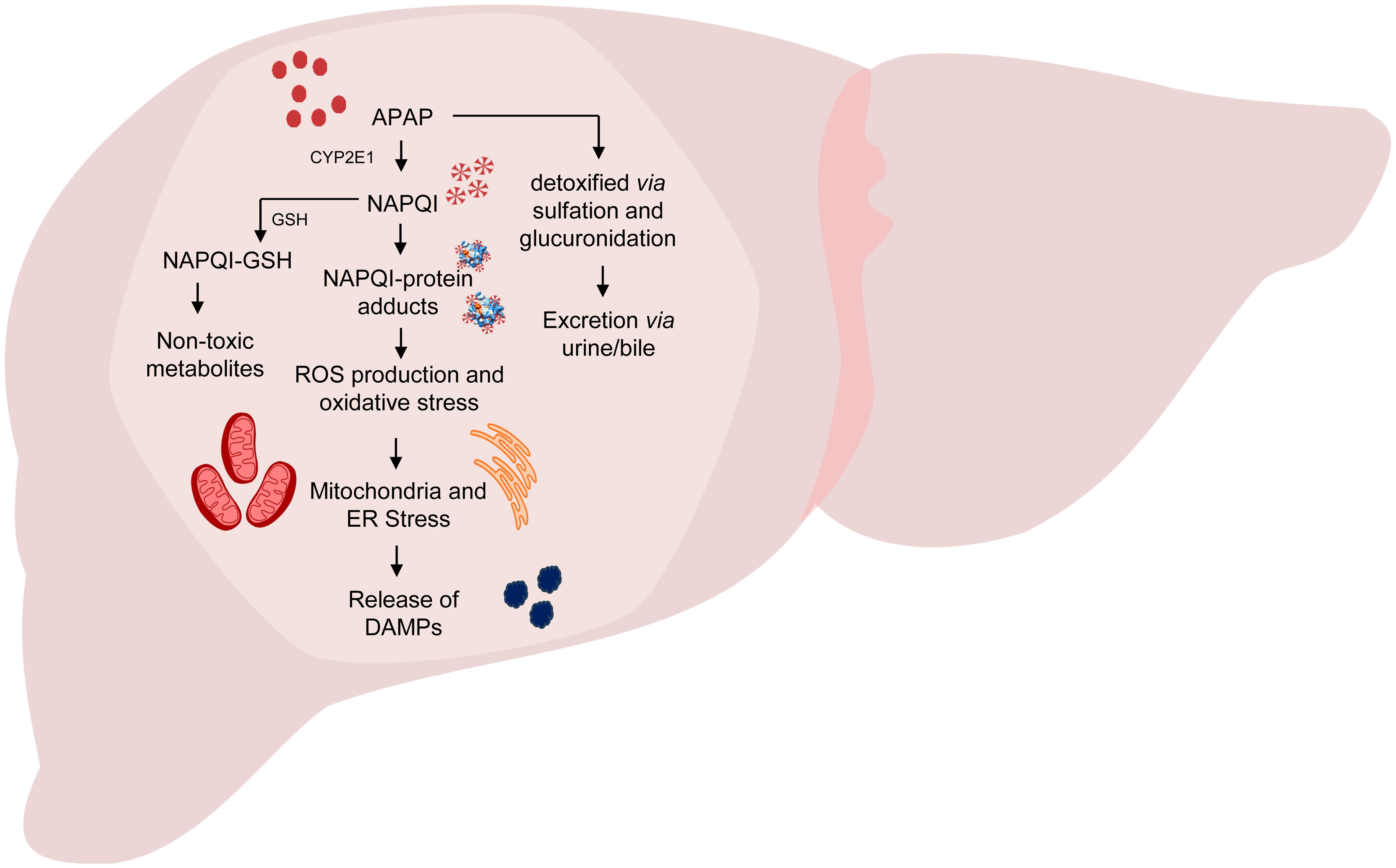 Acetaminophen-induced hepatotoxicity: Under normal physiological conditions, APAP undergoes detoxification in the liver through sulfation and glucuronidation.