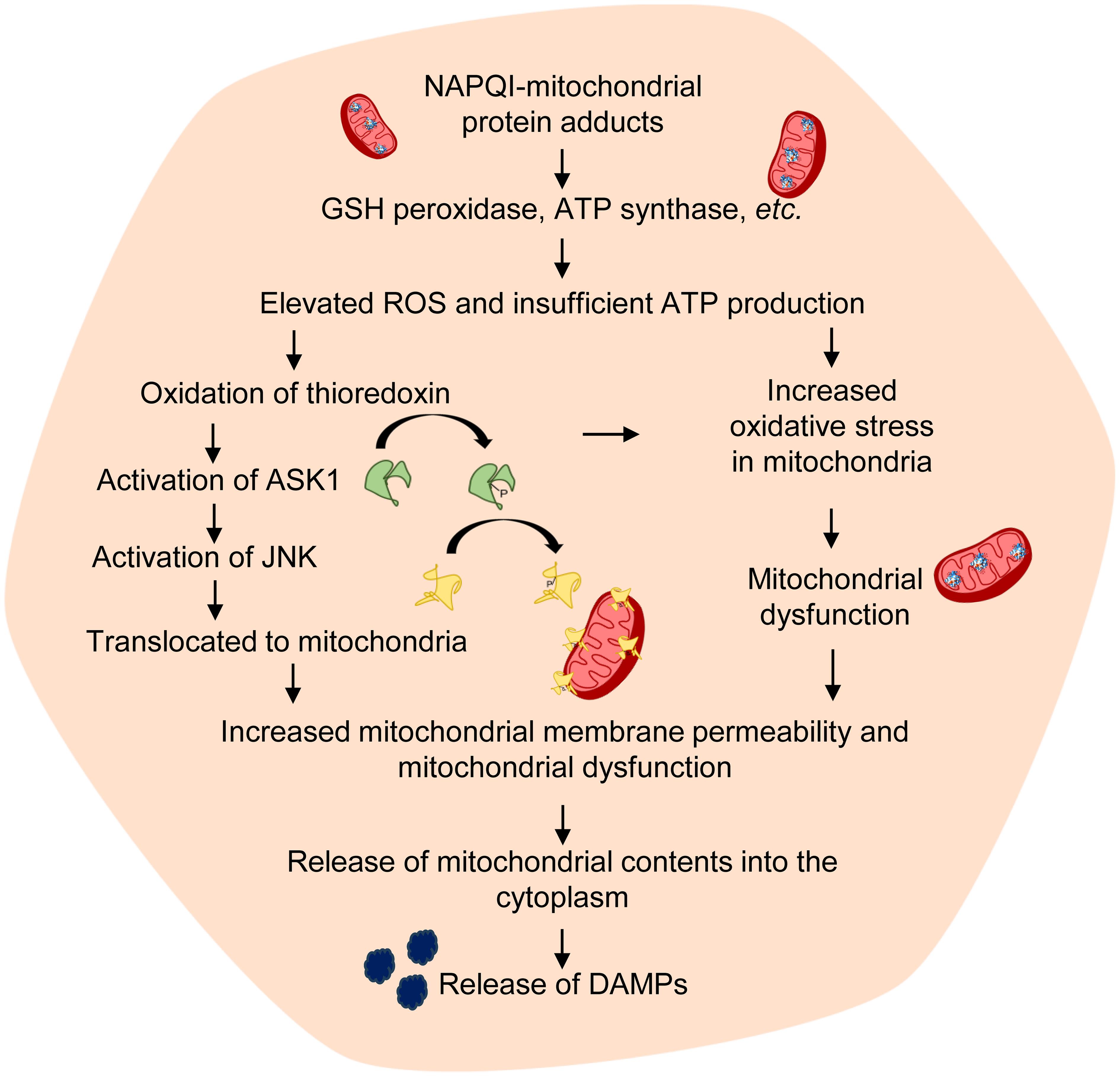 Mitochondrial dysfunction: NAPQI binds to mitochondrial proteins, disrupting ATP synthesis and increasing ROS production.