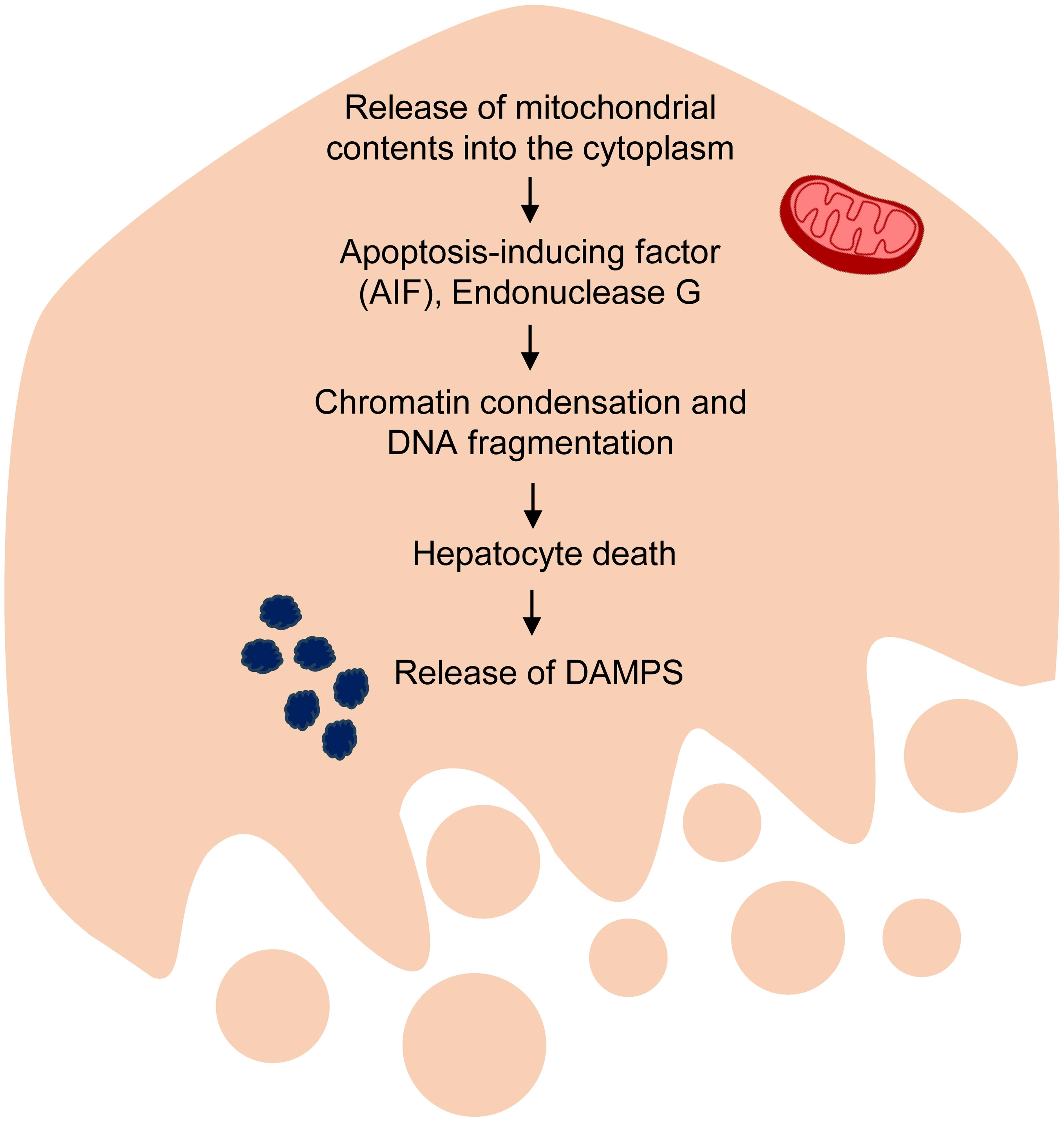 Hepatocyte necrosis: apoptosis-inducing factor (AIF) and endonuclease G, along with other mitochondrial components, are released into the cytoplasm, causing chromatin condensation and DNA fragmentation.