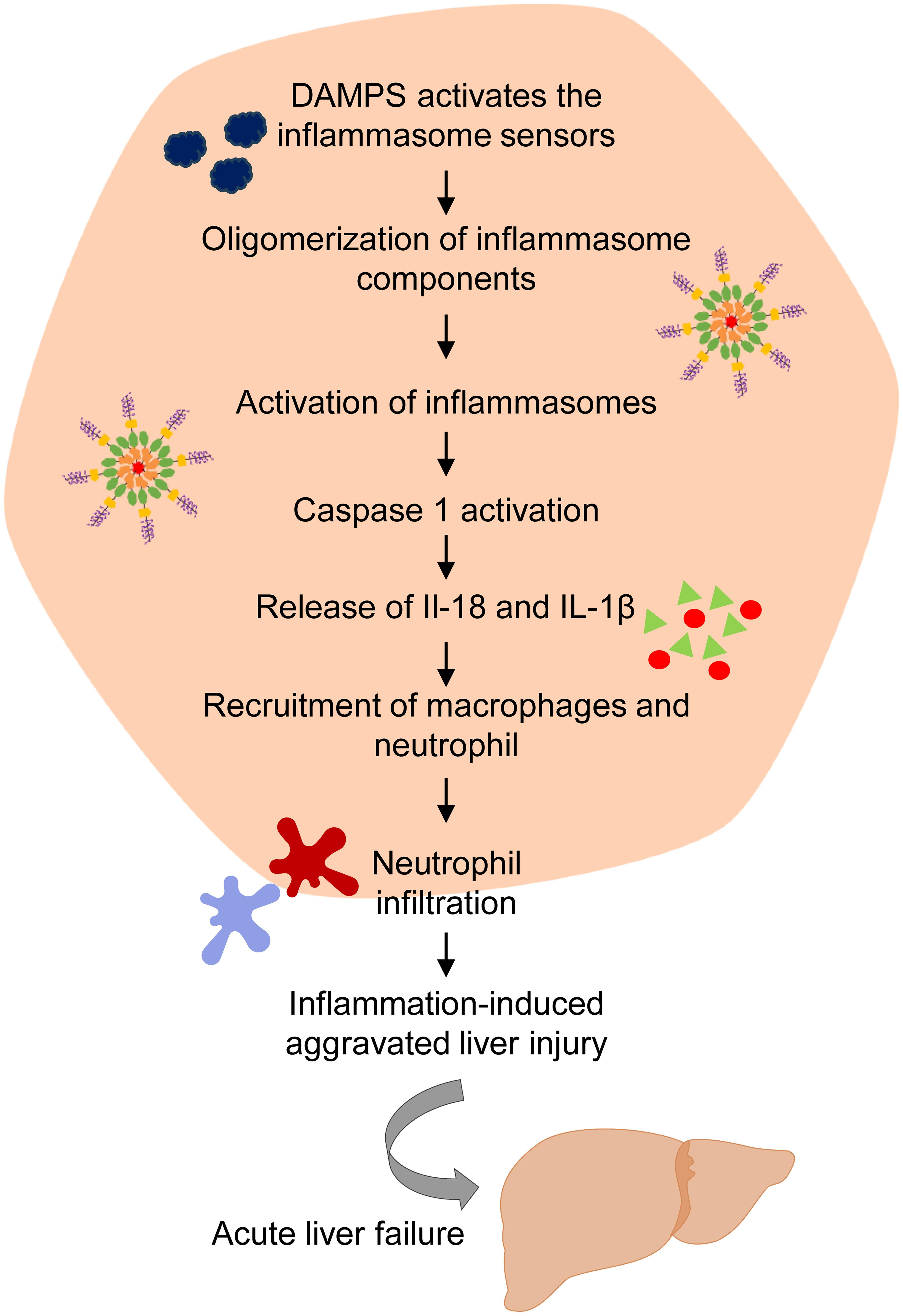 Inflammasome-mediated liver injury: DAMPs released from stressed hepatocytes, damaged mitochondria, and necrotic liver cells activate inflammasome sensors, triggering the oligomerization and activation of inflammasome components.