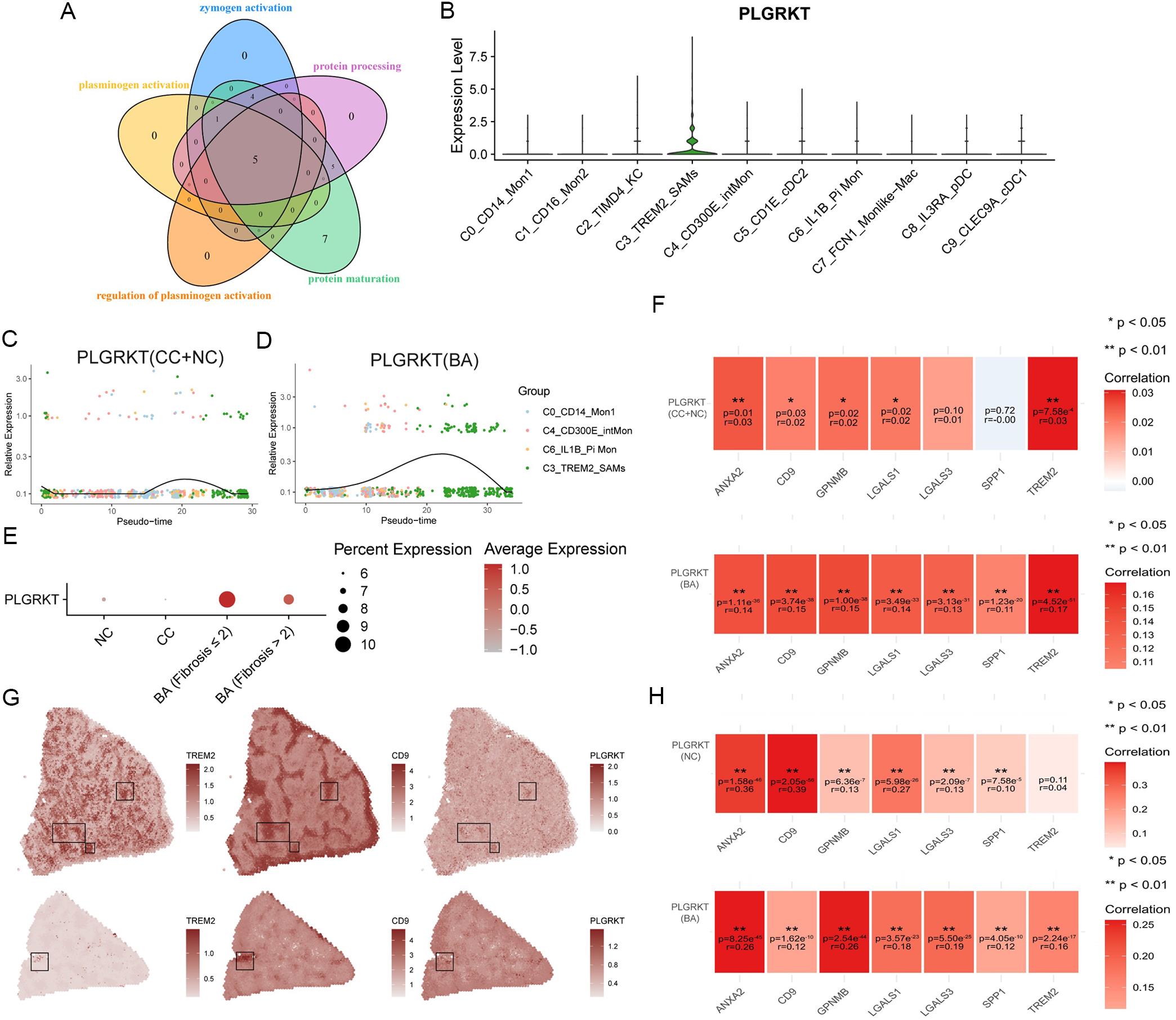 Single-cell and spatial transcriptomic analysis of <italic>PLGRKT</italic> expression in scar-associated macrophages.