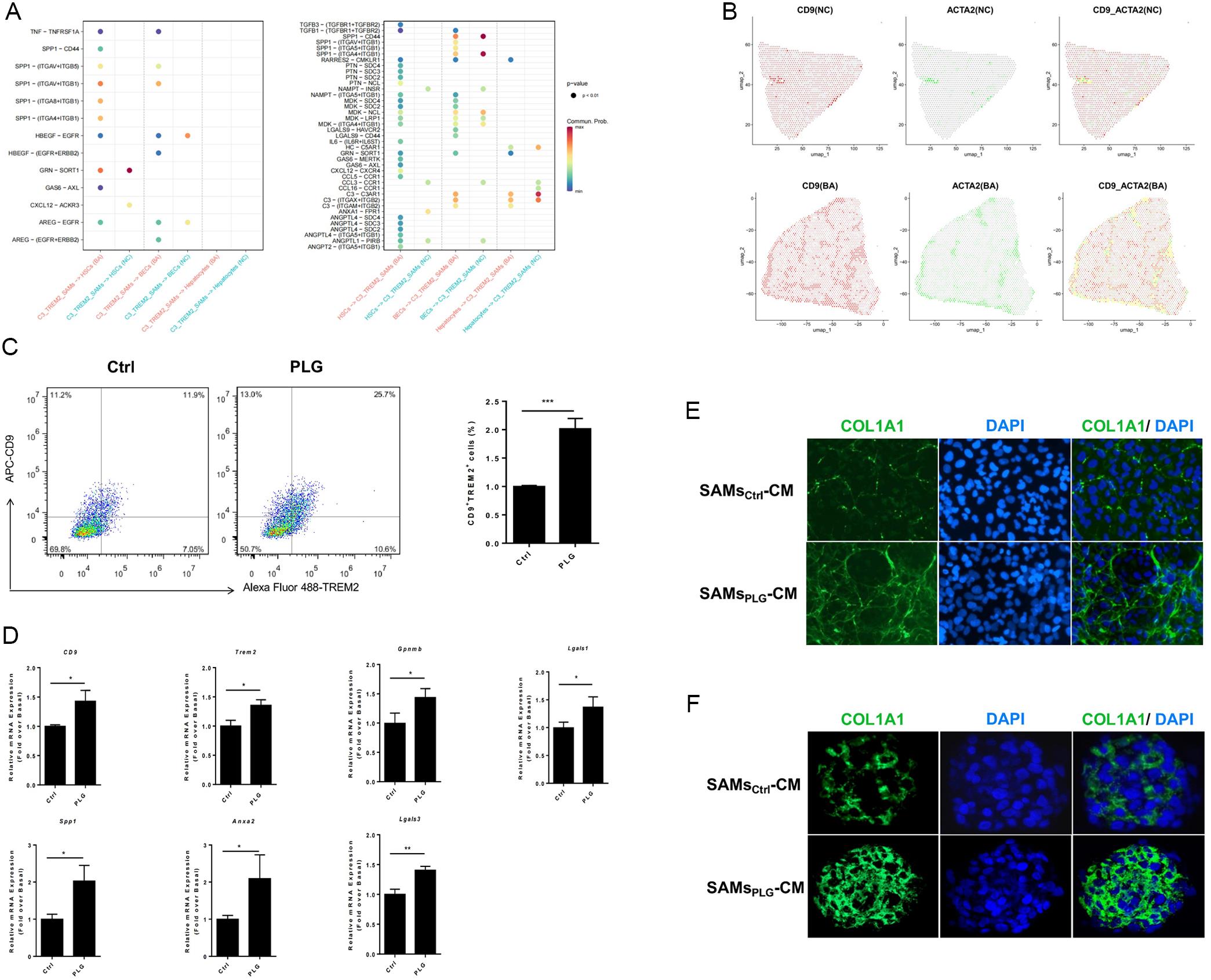 Characterization of PLG-treated macrophages and their conditioned medium <italic>in vitro</italic>.