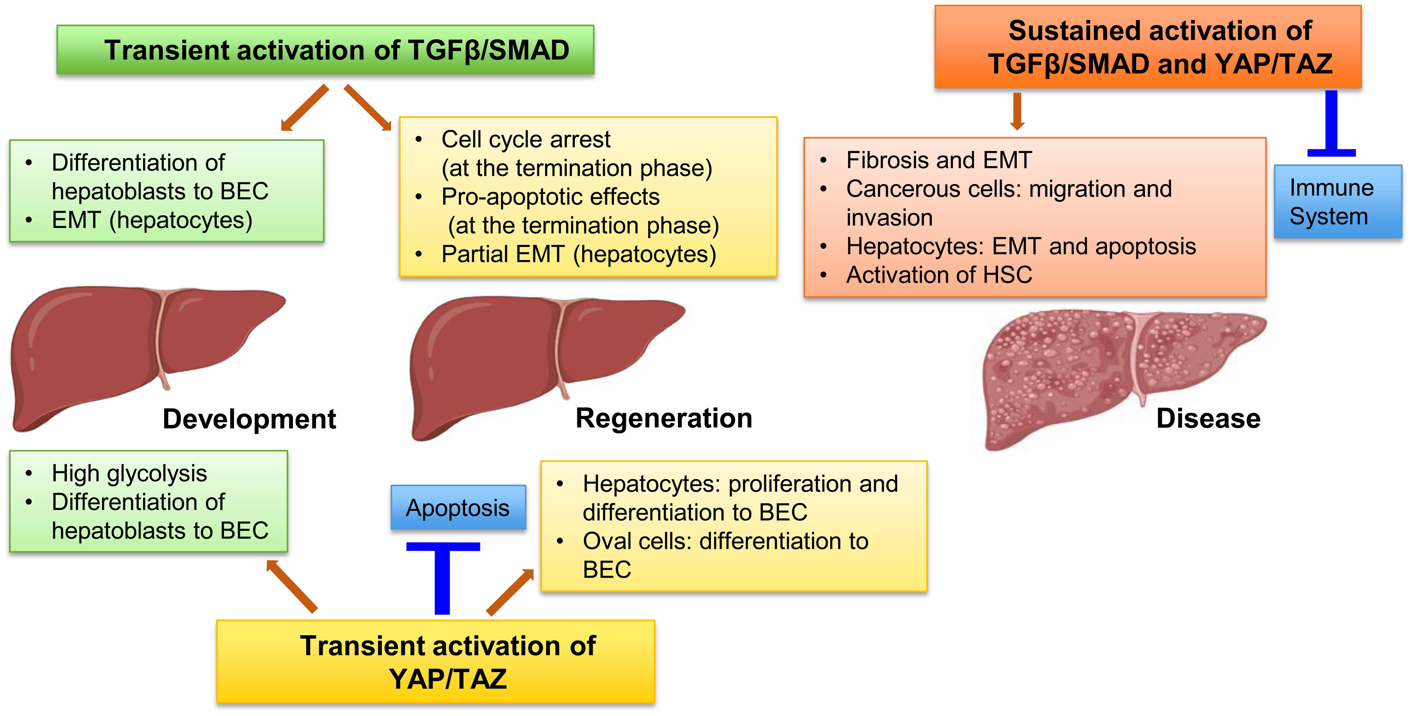The roles of HIPPO and TGF-β signaling pathways play in distinct hepatic contexts present in health and disease.