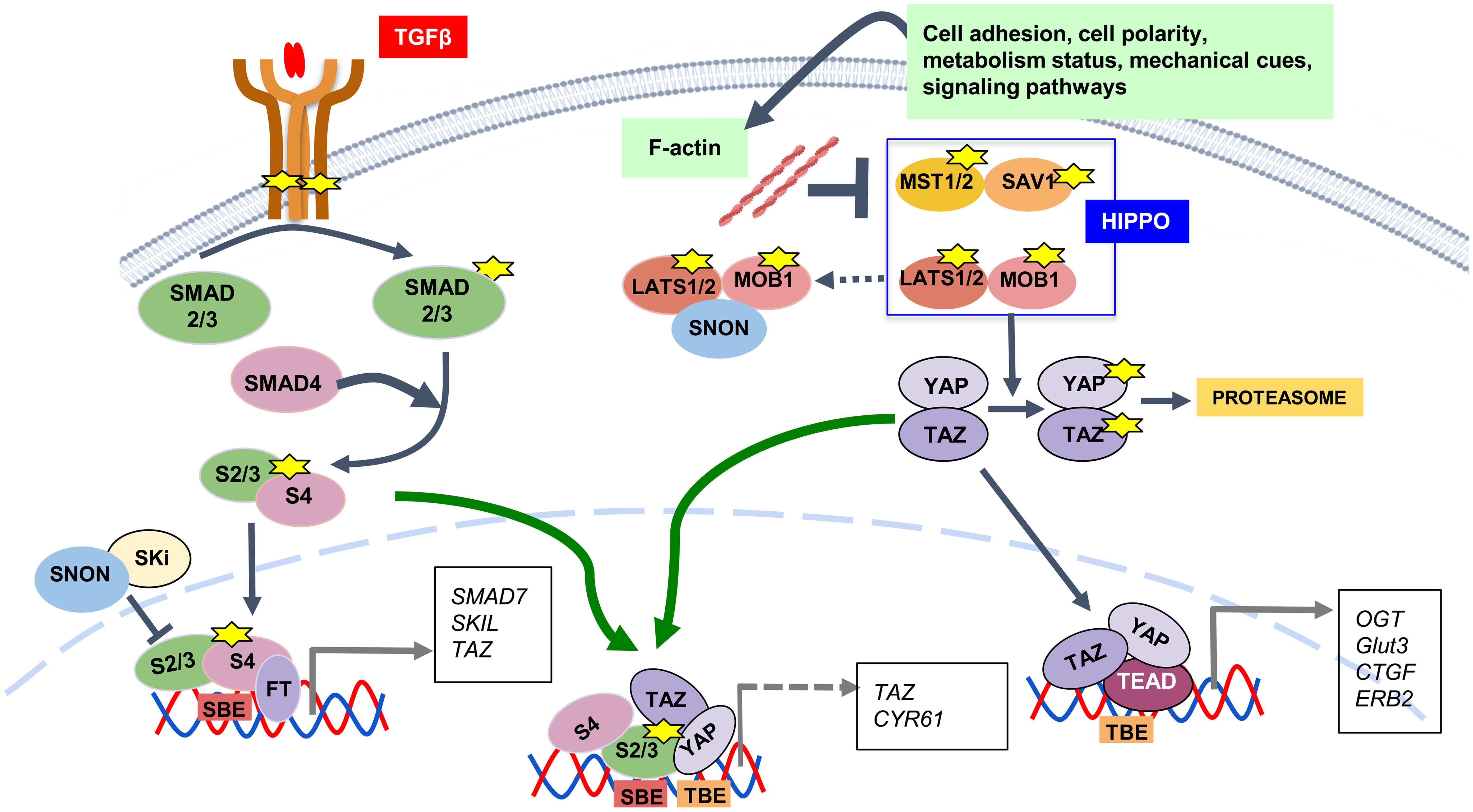 The canonical HIPPO and TGF-β signaling pathways.