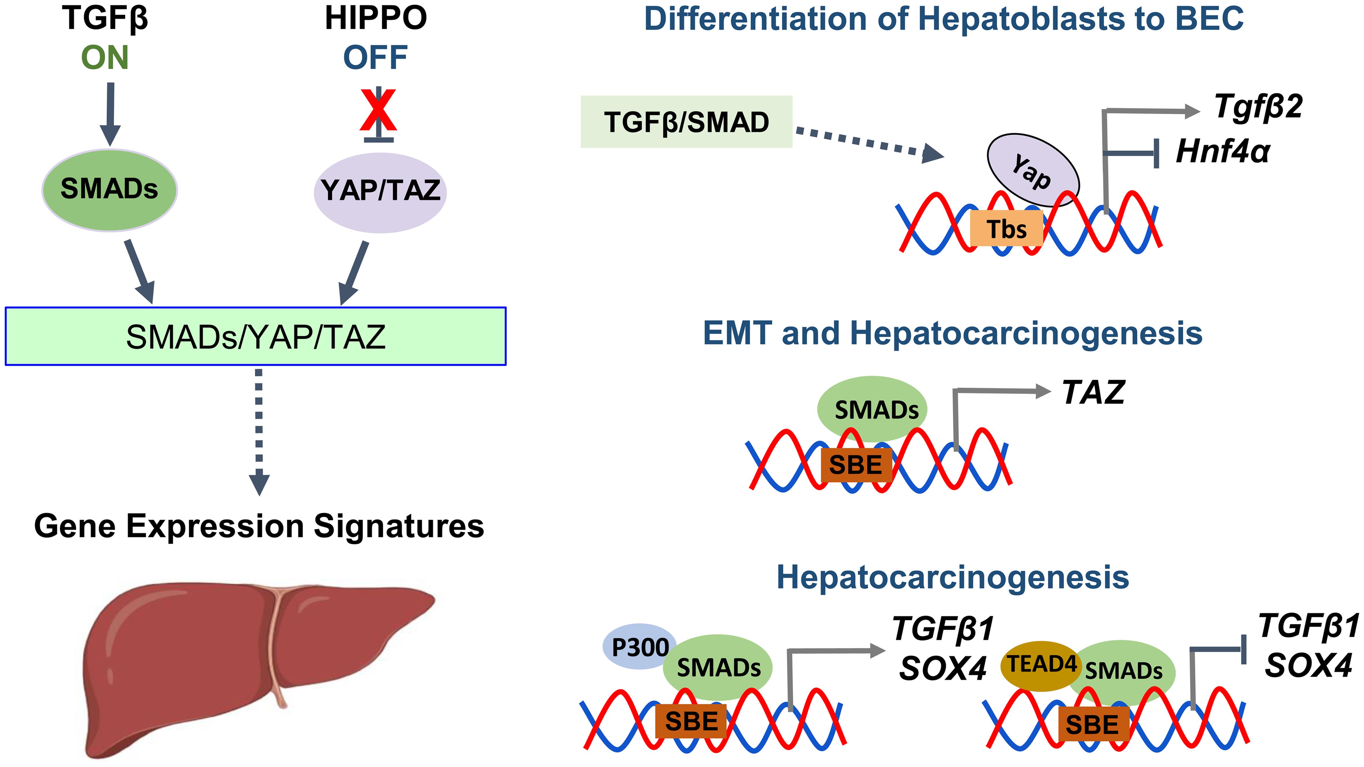 Gene expression is regulated by the HIPPO/YAP/TAZ and TGF-β/SMAD crosstalk in the liver.