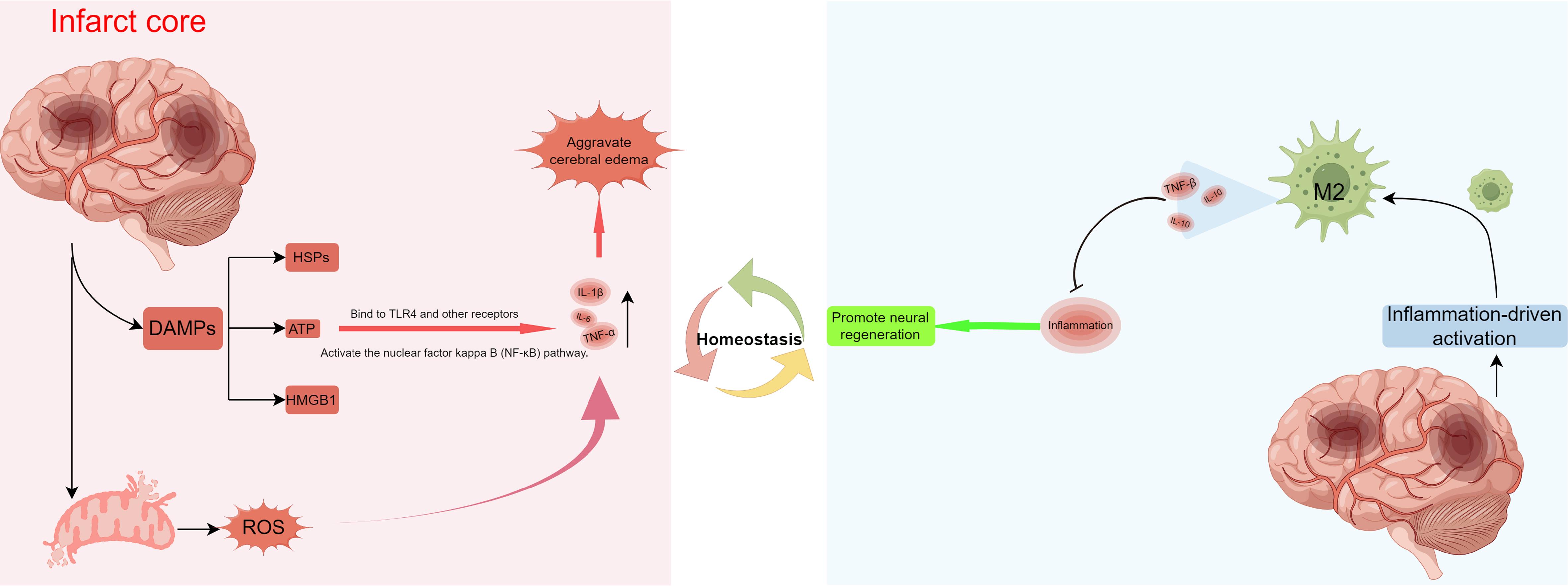 The dual role of the inflammatory response in ischemic stroke.