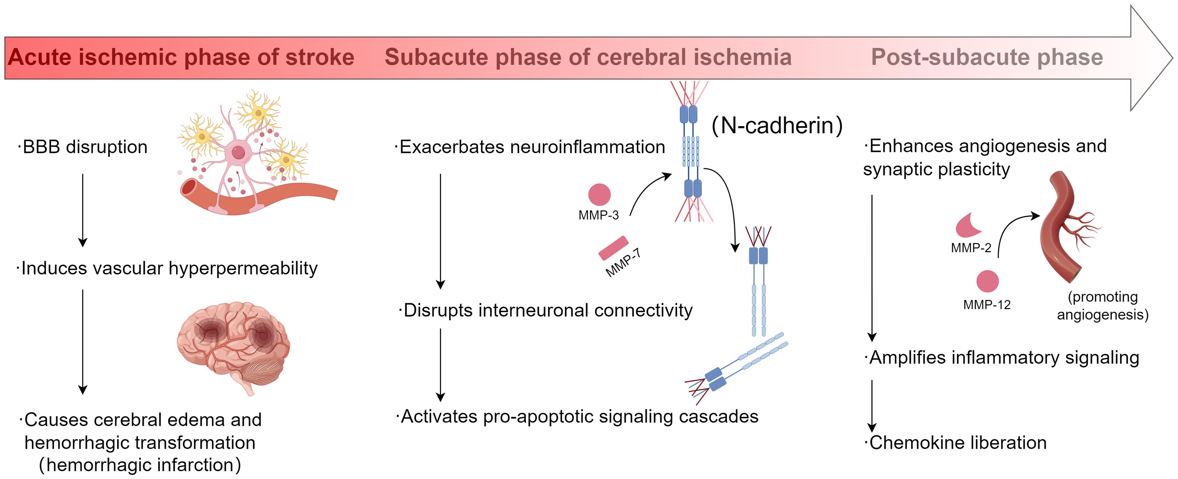Temporal dynamics of matrix metalloproteinases (MMPs) in the pathophysiological mechanisms underlying the acute, subacute, and chronic phases of ischemic stroke.