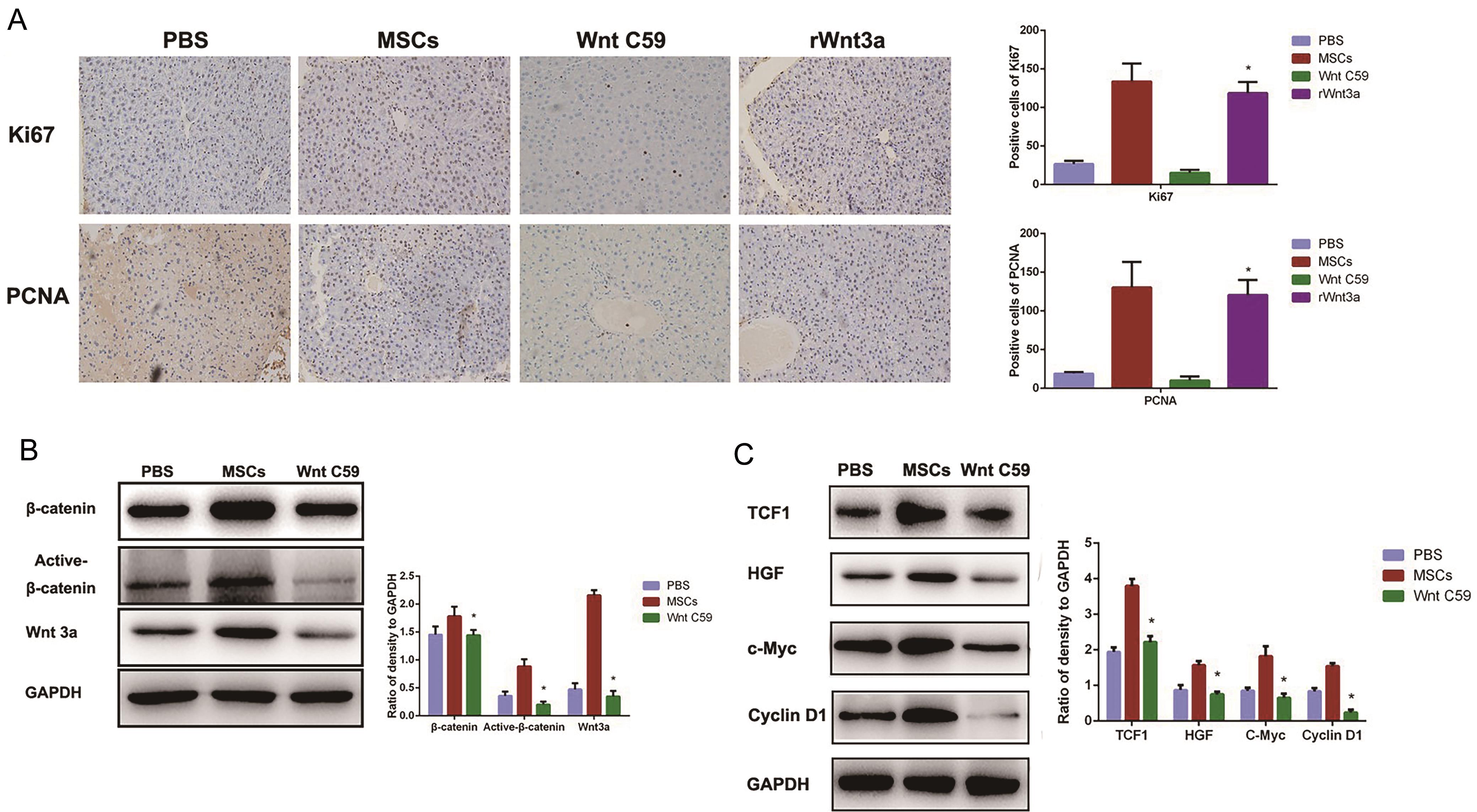 Effects of Wnt-3a and the Wnt signaling inhibitor on mesenchymal stem cell (MSC) transplantation-promoted liver regeneration.