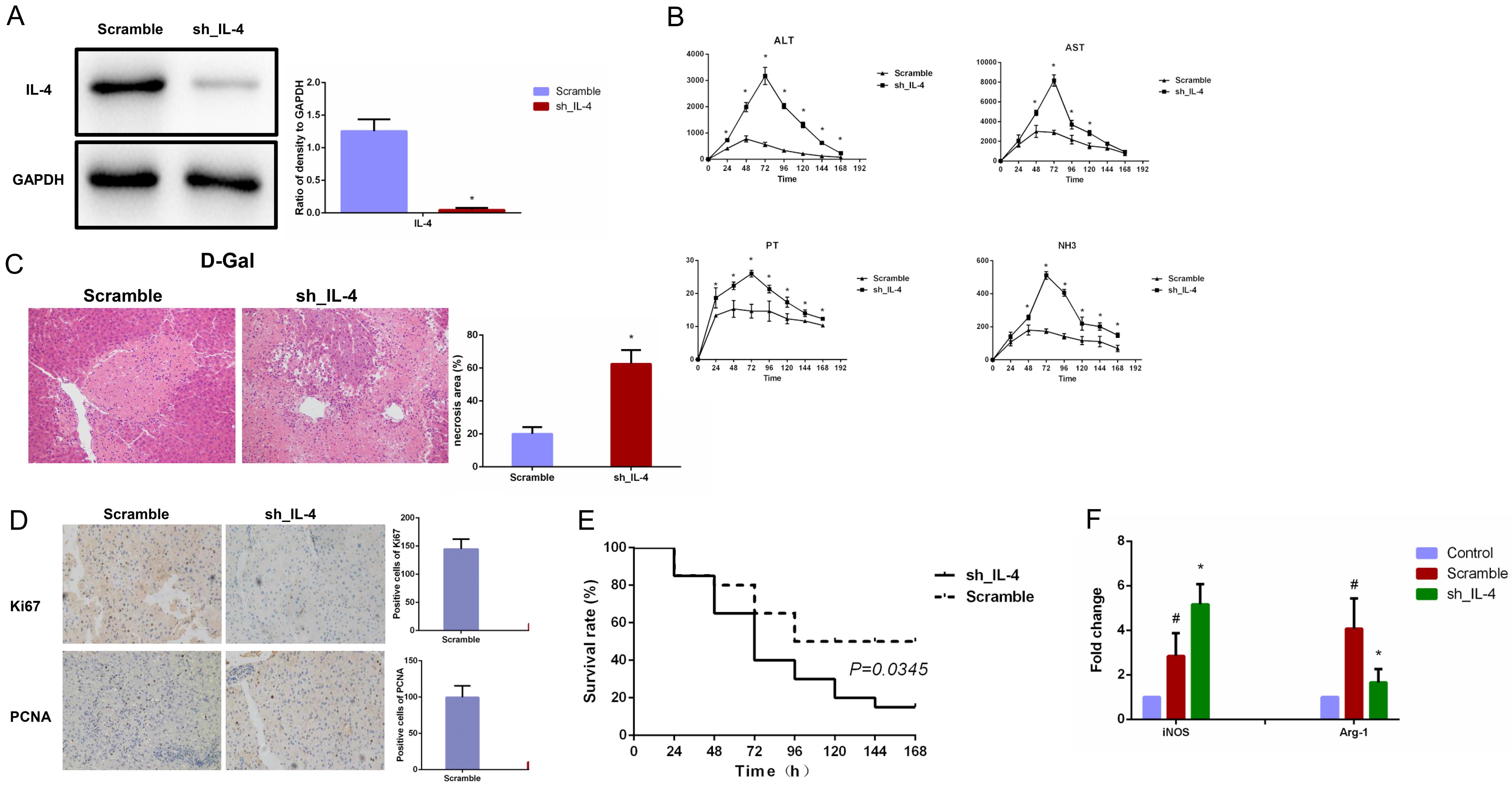 Silencing of IL-4 abrogated mesenchymal stem cell (MSC) transplantation promoted a switch to the macrophage M2 phenotype.
