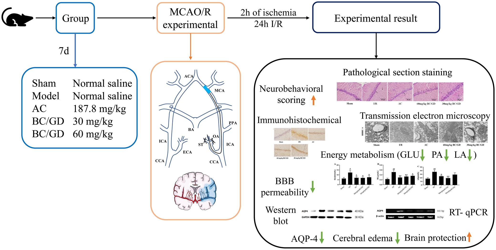 Design and work-up of the experiment.