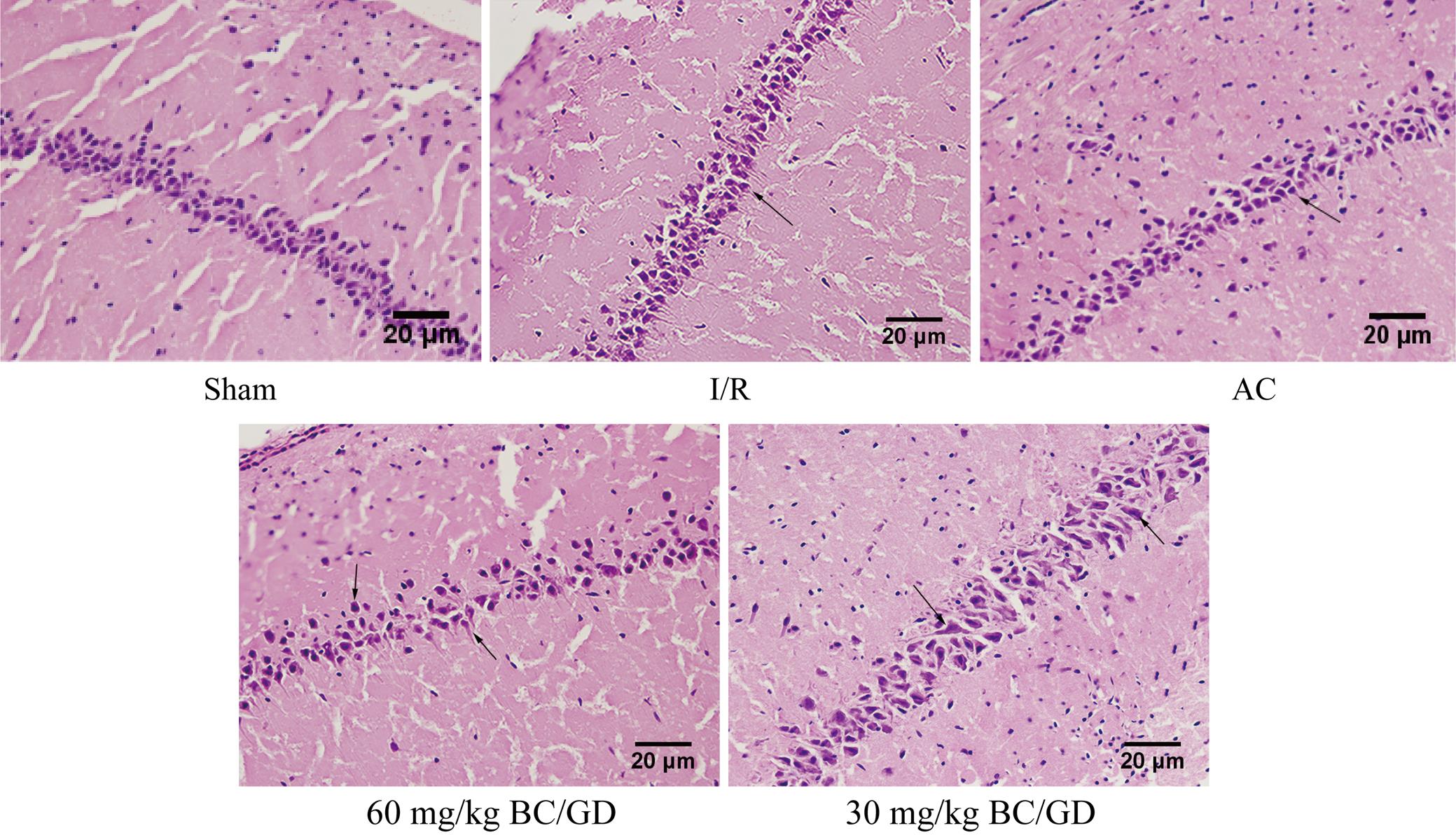 H&E staining of hippocampus tissues in each group.