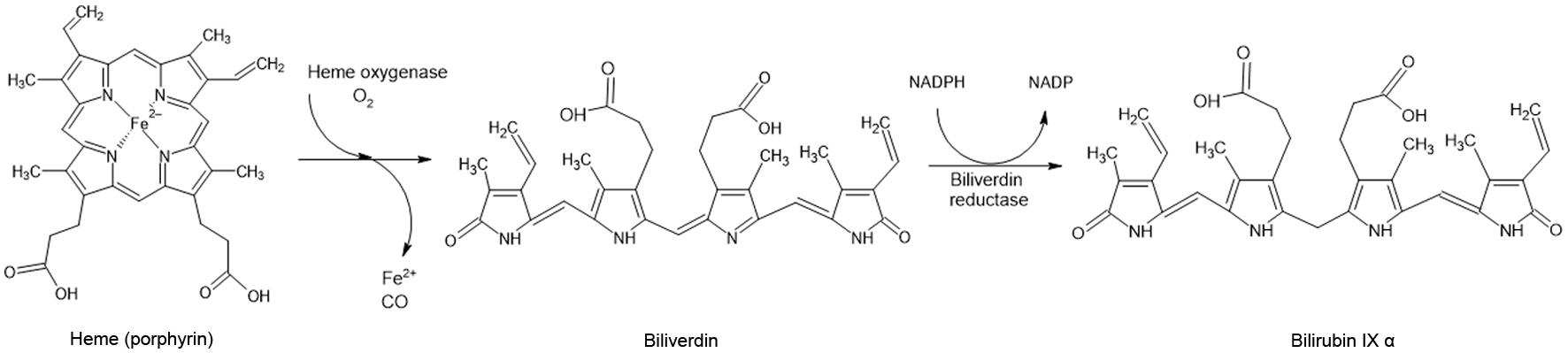 Bilirubin synthesis. After the half-life of erythrocytes, the heme group of hemoglobin is degraded by the enzyme heme oxygenase into carbon monoxide, iron, and biliverdin.